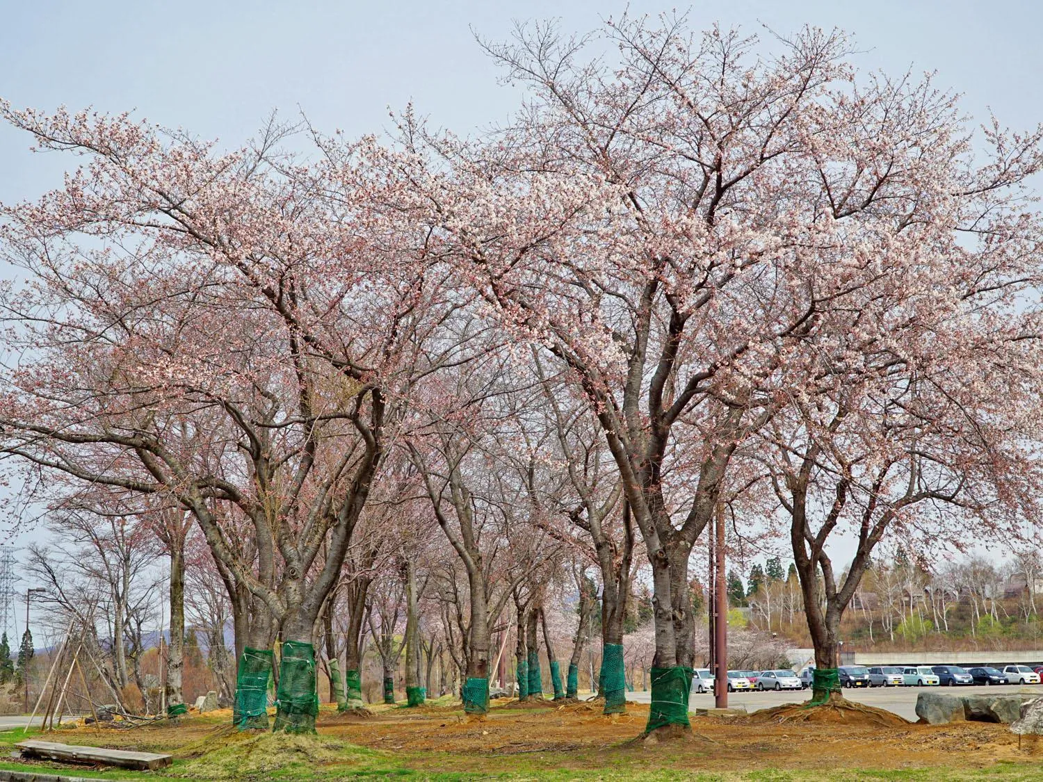 Spring in New Greenpia Tsunan