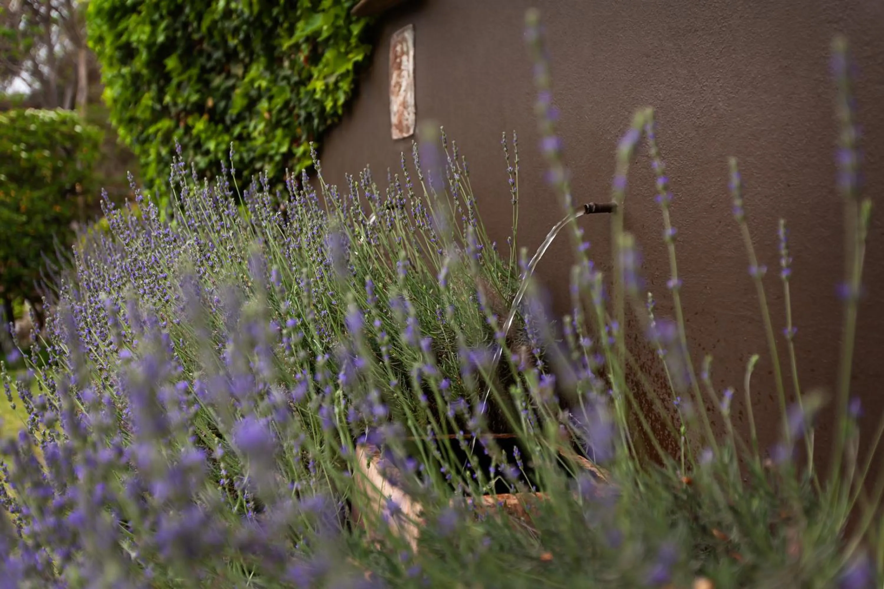 Garden in The Habit Guesthouse
