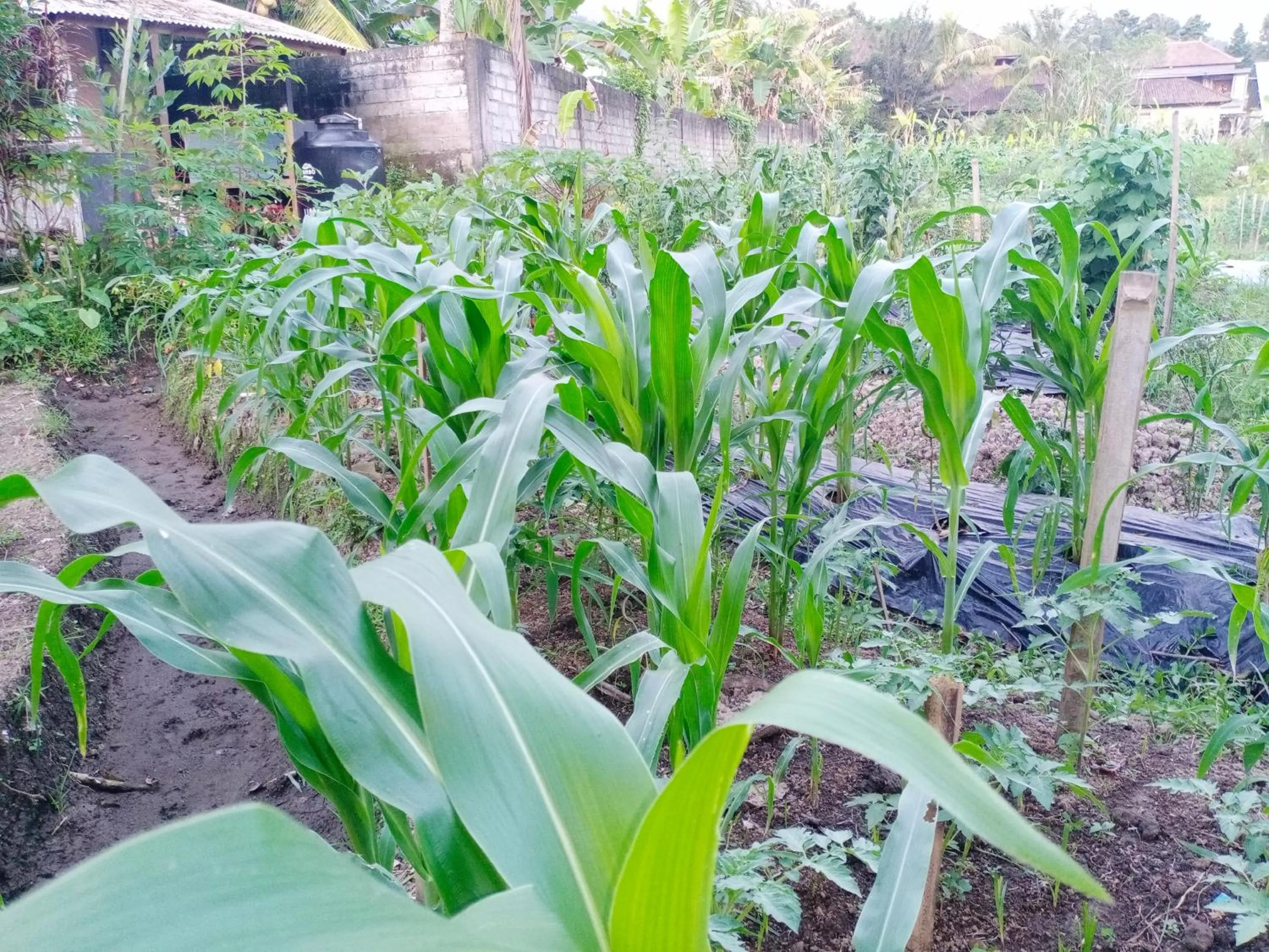 Garden in Khrisna Hs and Cottages
