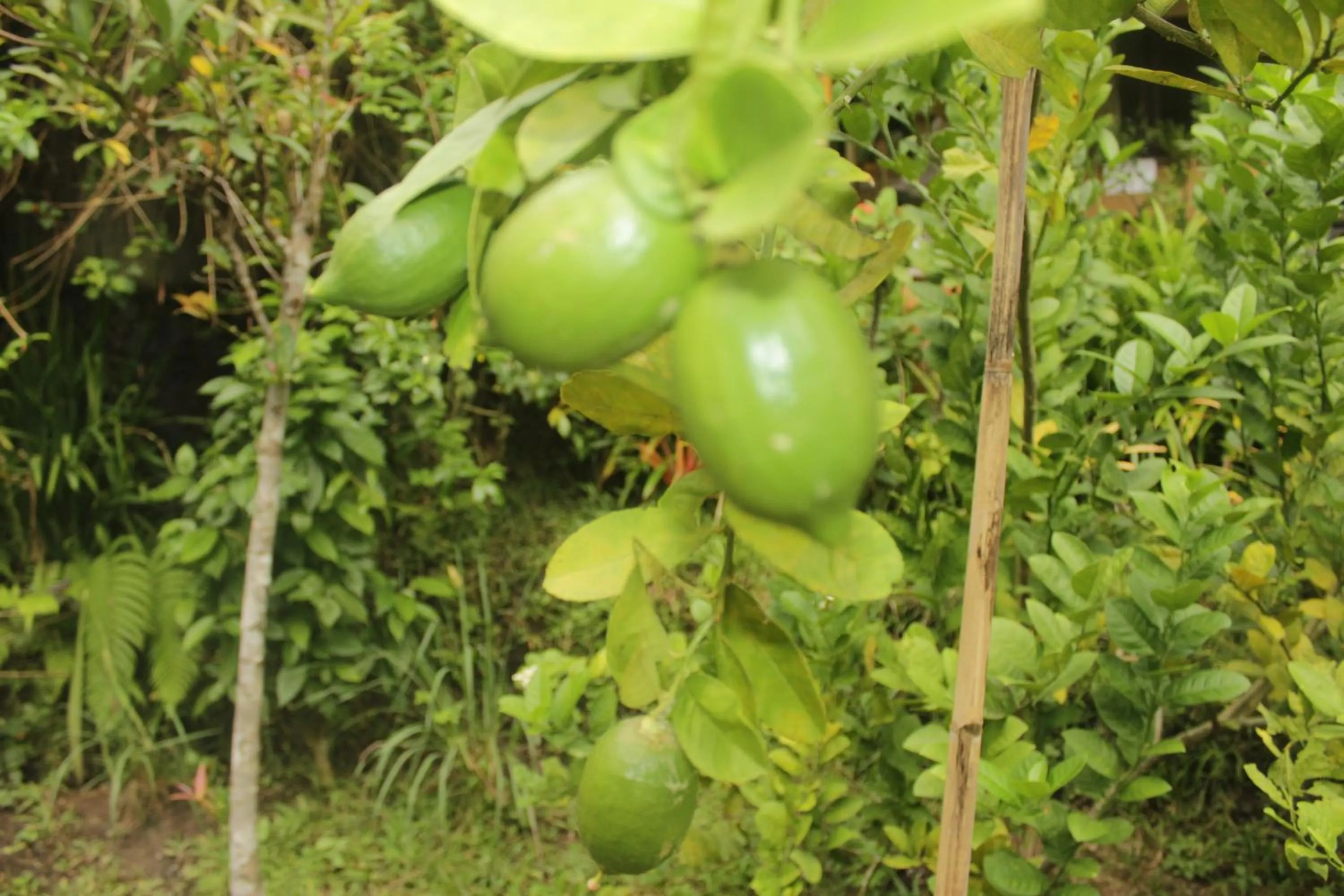 Food and drinks in Khrisna Hs and Cottages