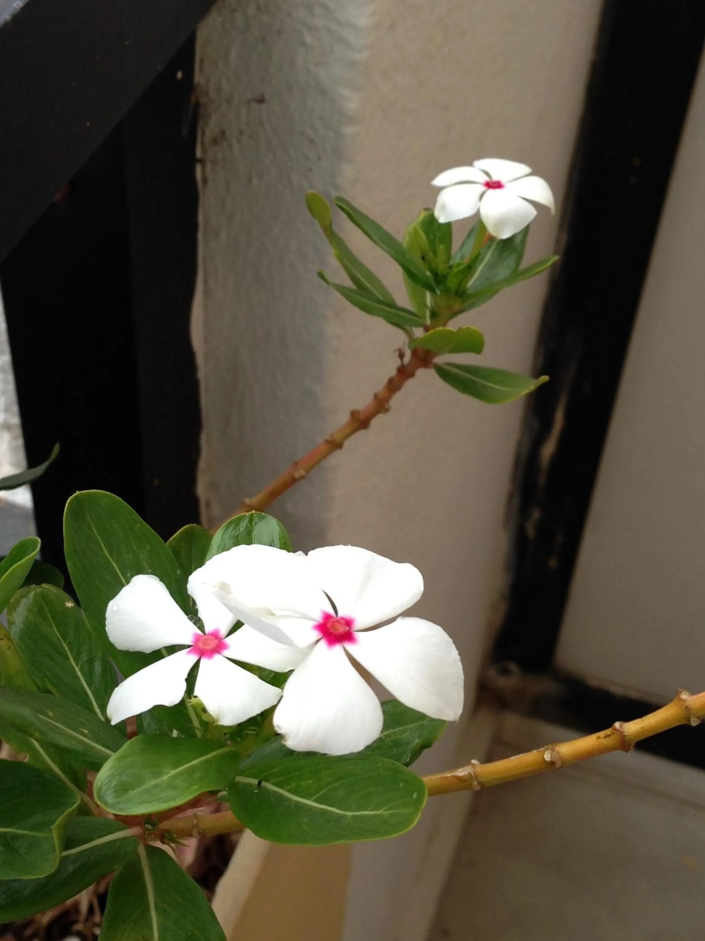 Garden in Zefyros Hotel