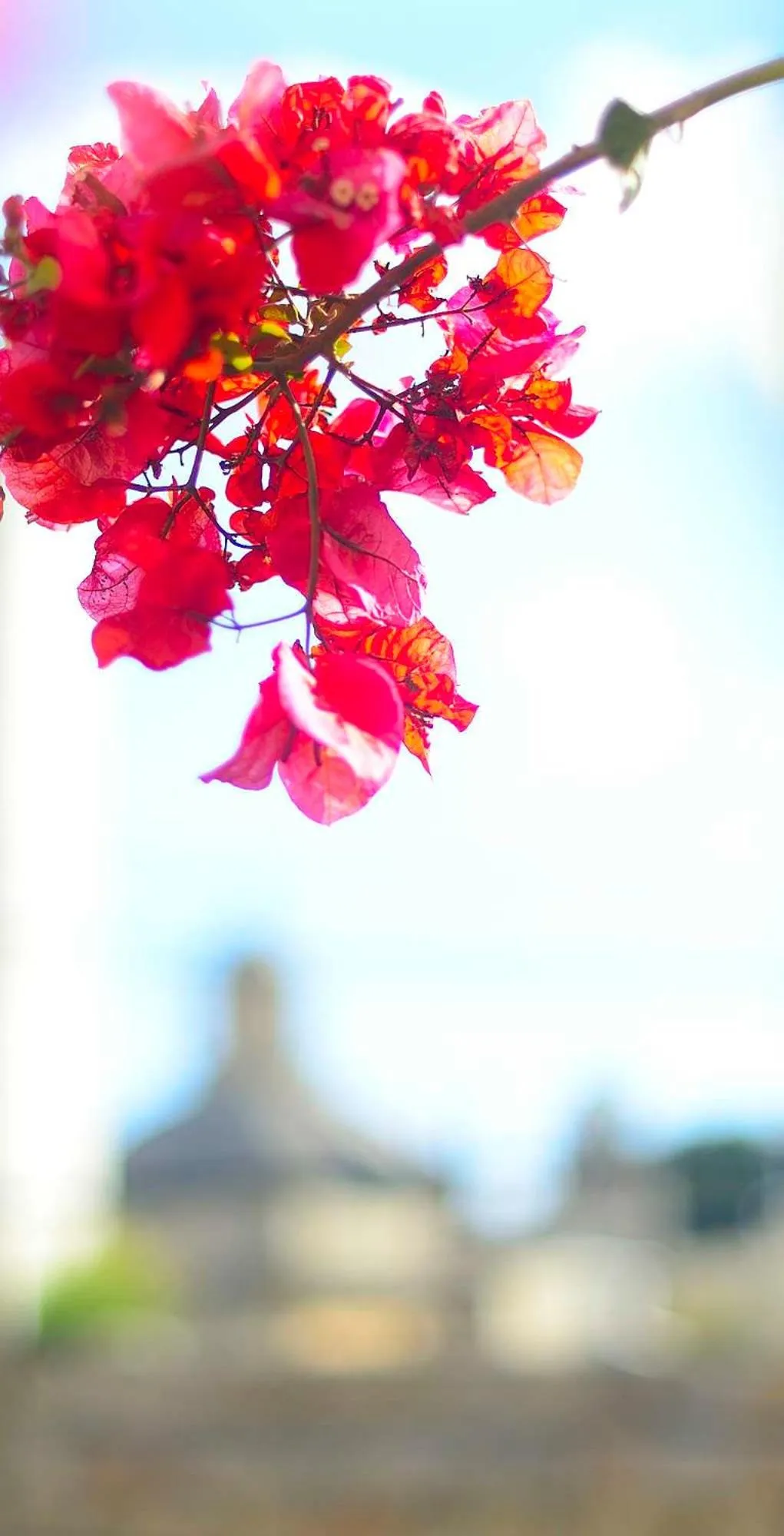 Garden view in The Burrow Guest House