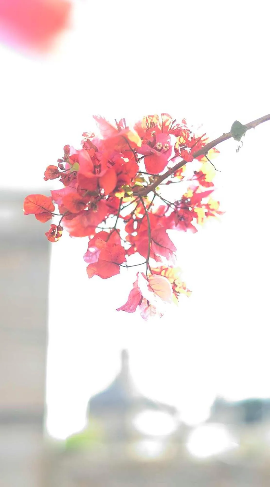 Garden view in The Burrow Guest House