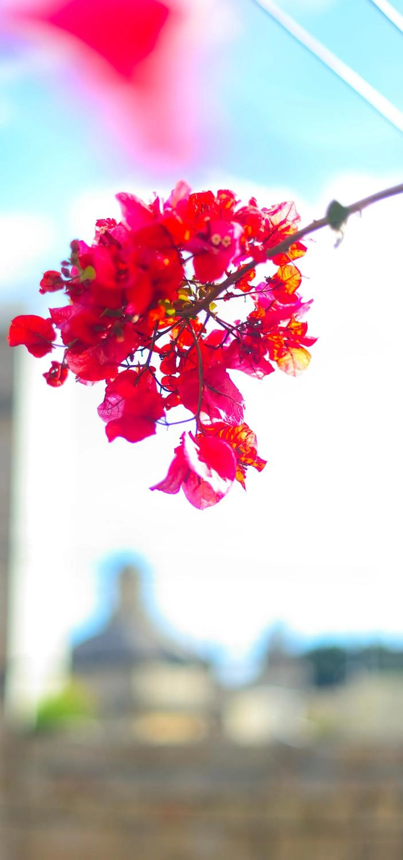 Garden view in The Burrow Guest House