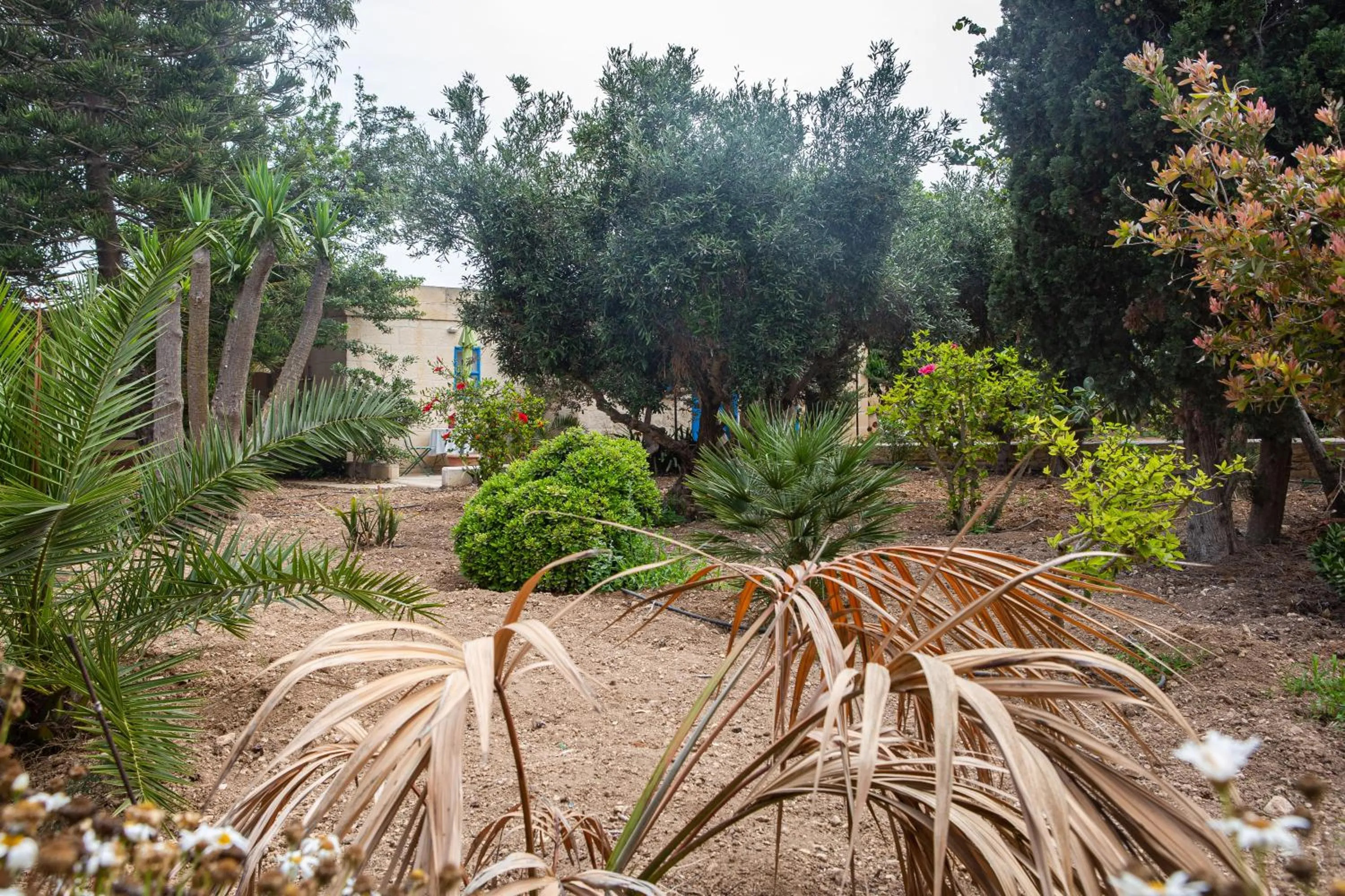 Garden in Ta' Bertu Host Family Bed & Breakfast