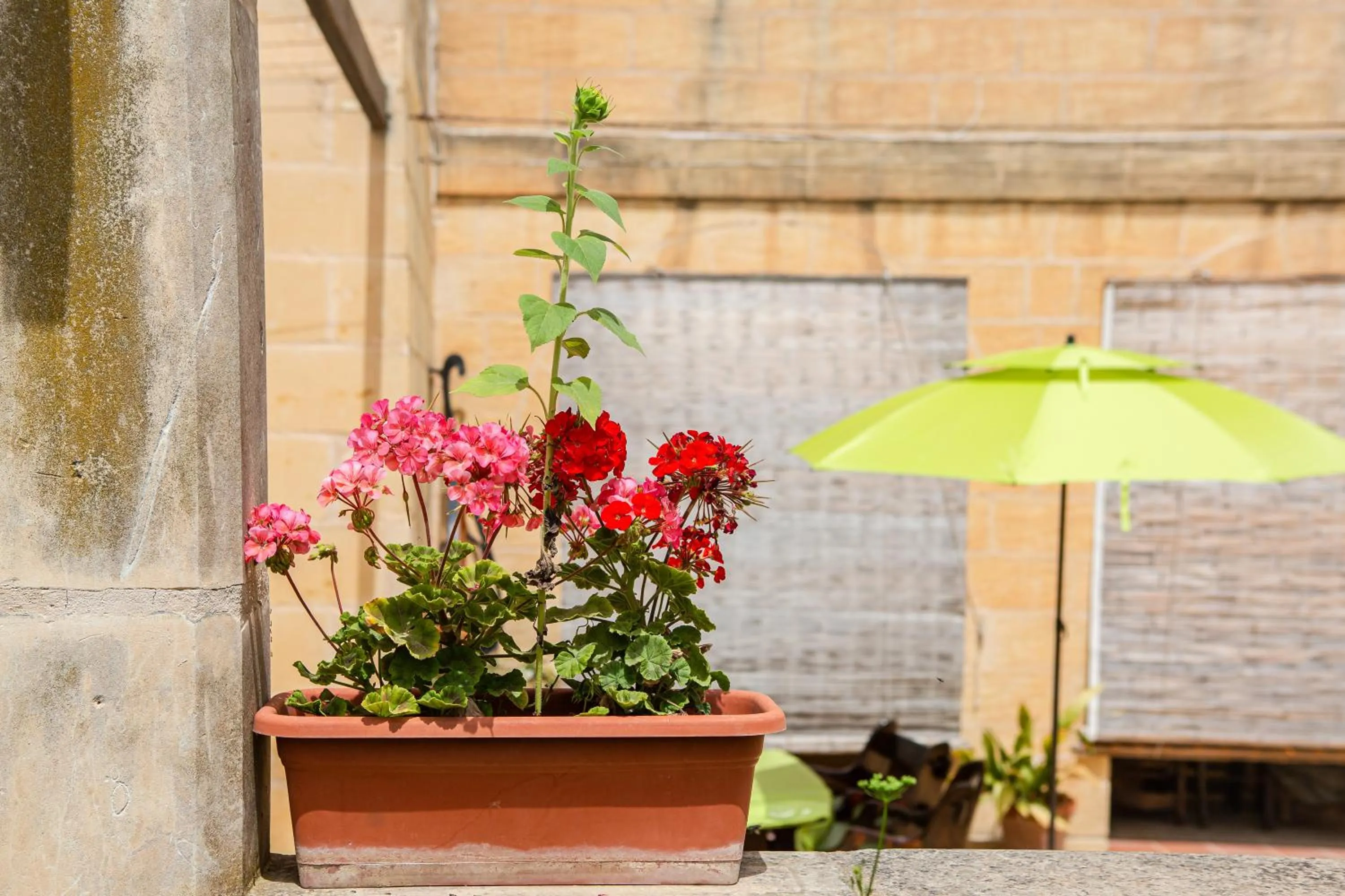 Garden in Ta' Bertu Host Family Bed & Breakfast