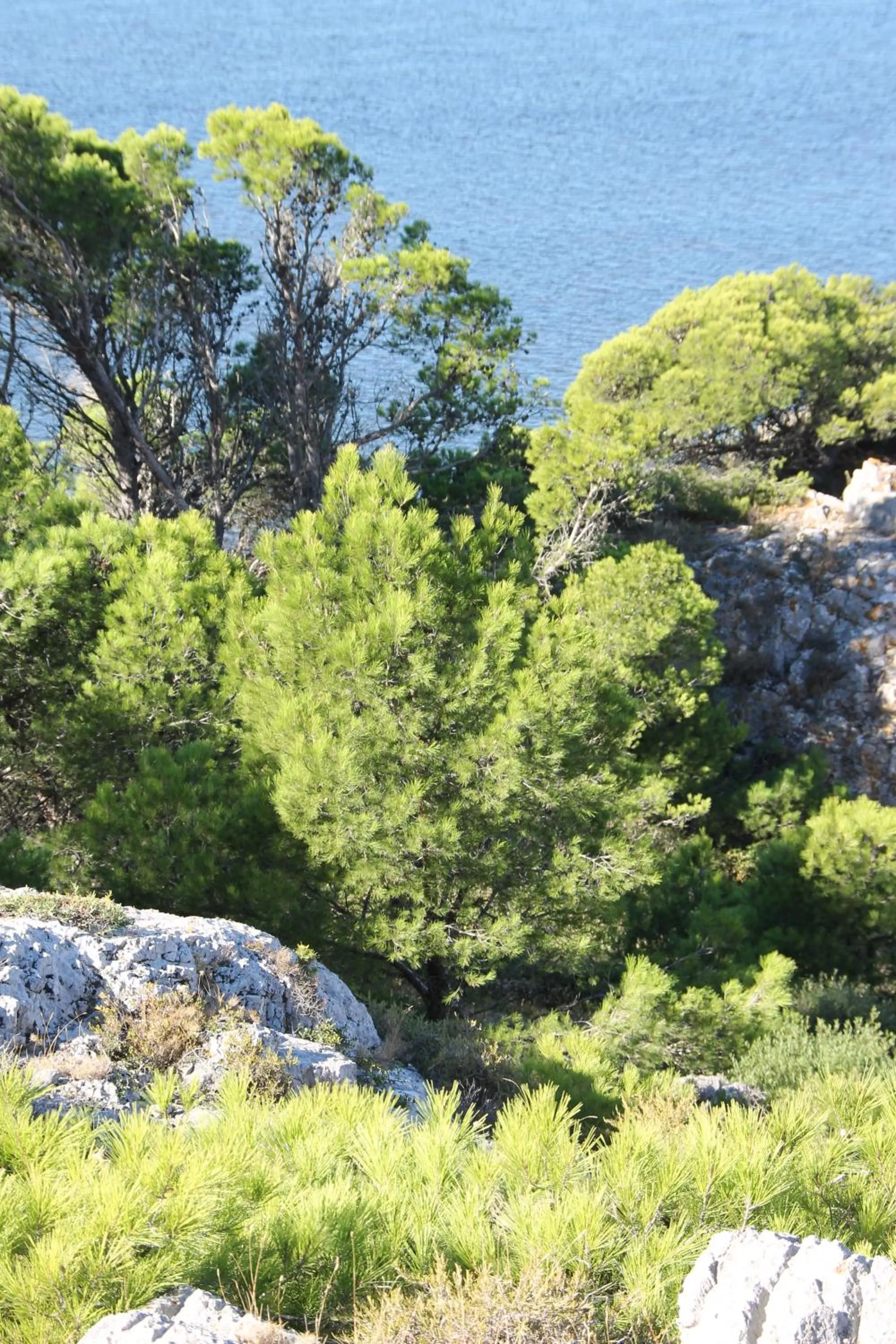 La Maison narbonnaise