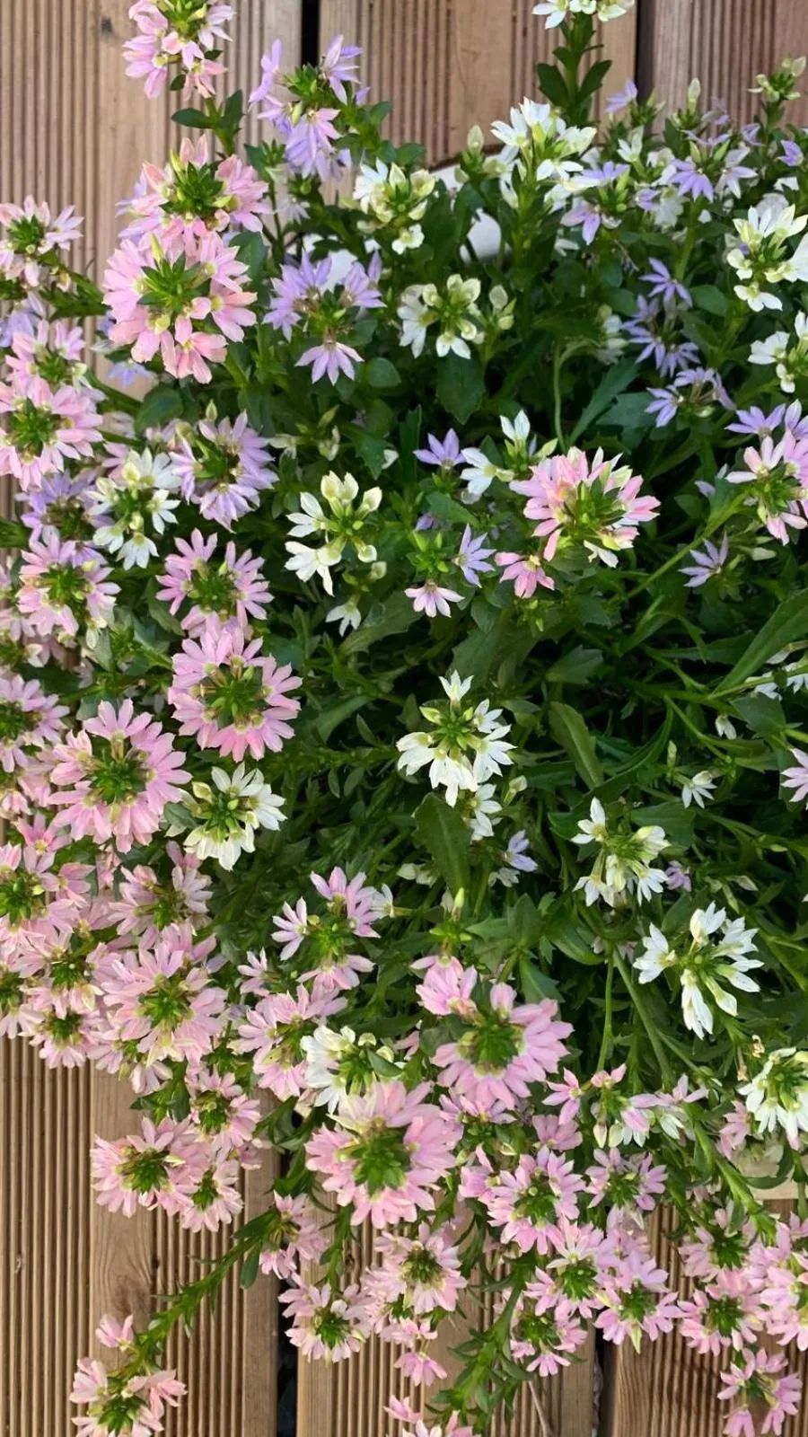 La Maison narbonnaise