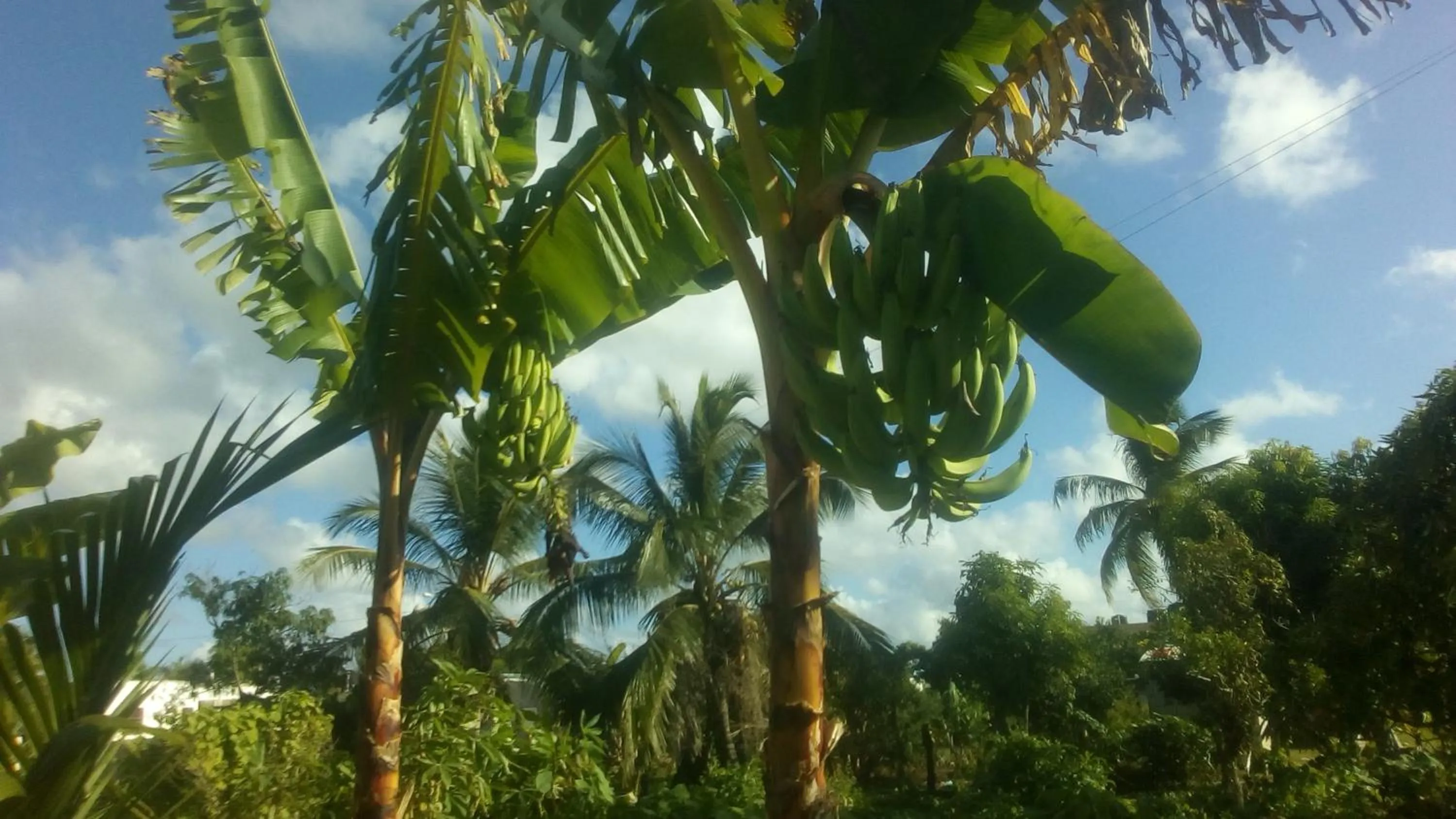 El Conde de Villa Rosa