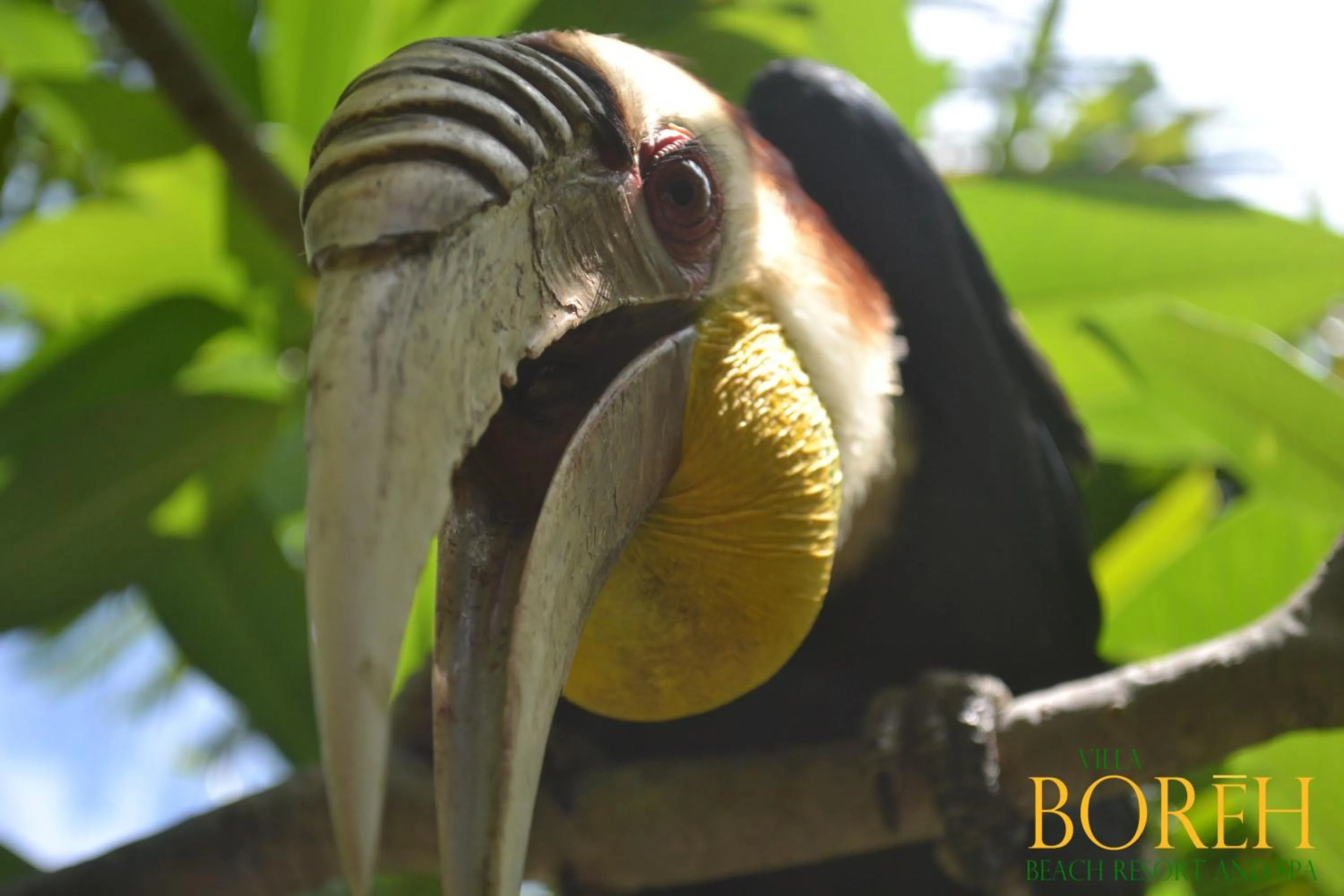 Garden in Villa Boreh Beach Resort and Spa