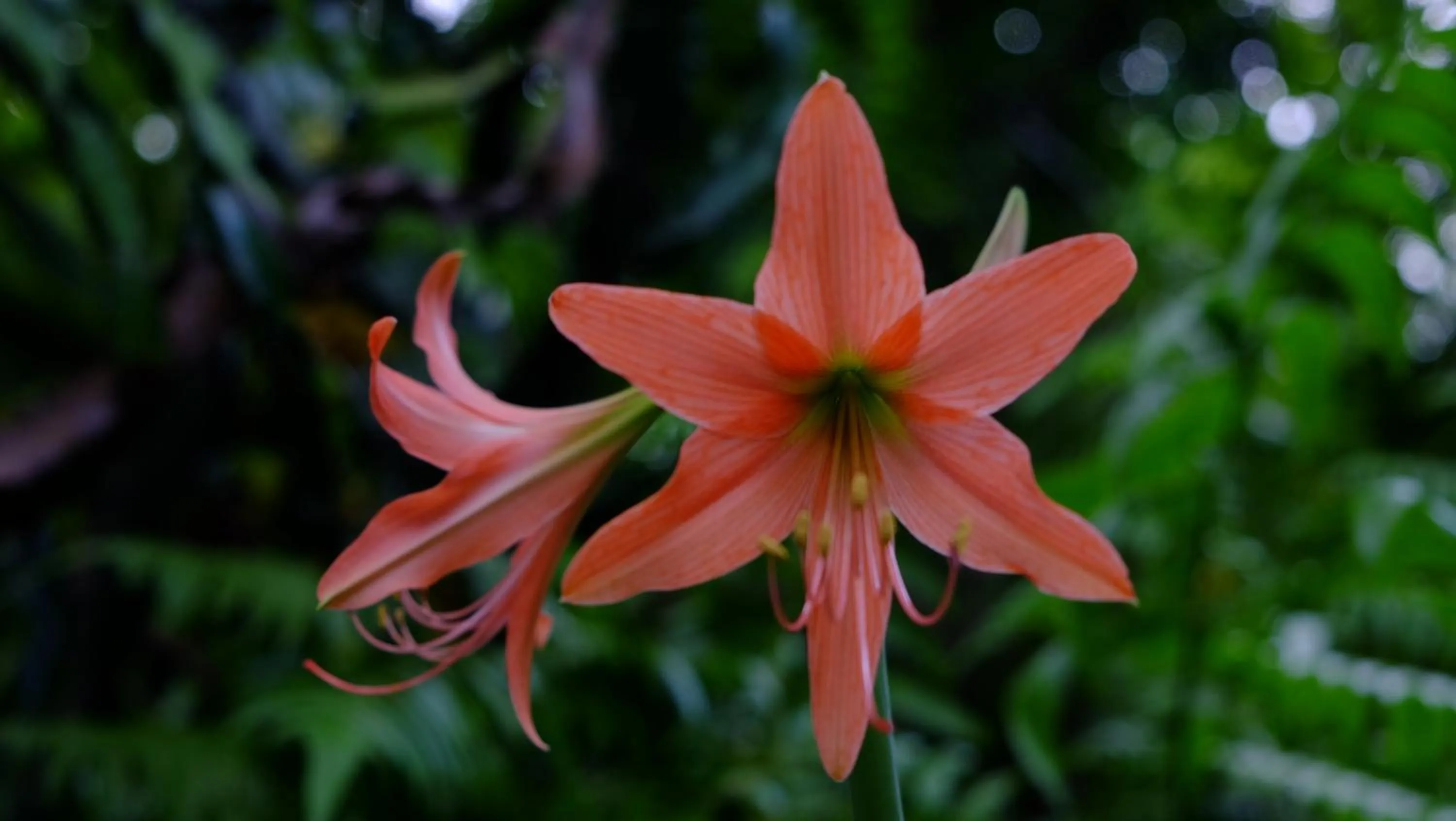 Other in Villa Boreh Beach Resort and Spa