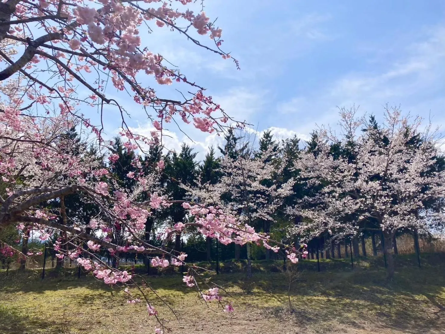 Spring in Okayama Hiruzen Villas Peter Pan
