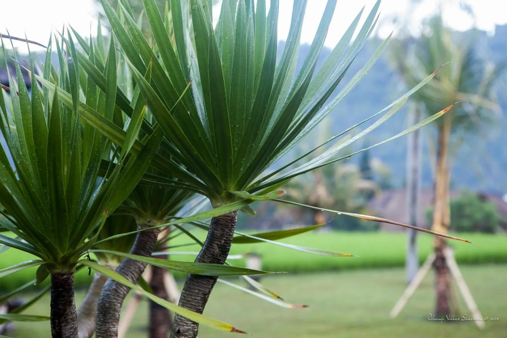 Garden in Pelangi Villas Sidemen by AGATA