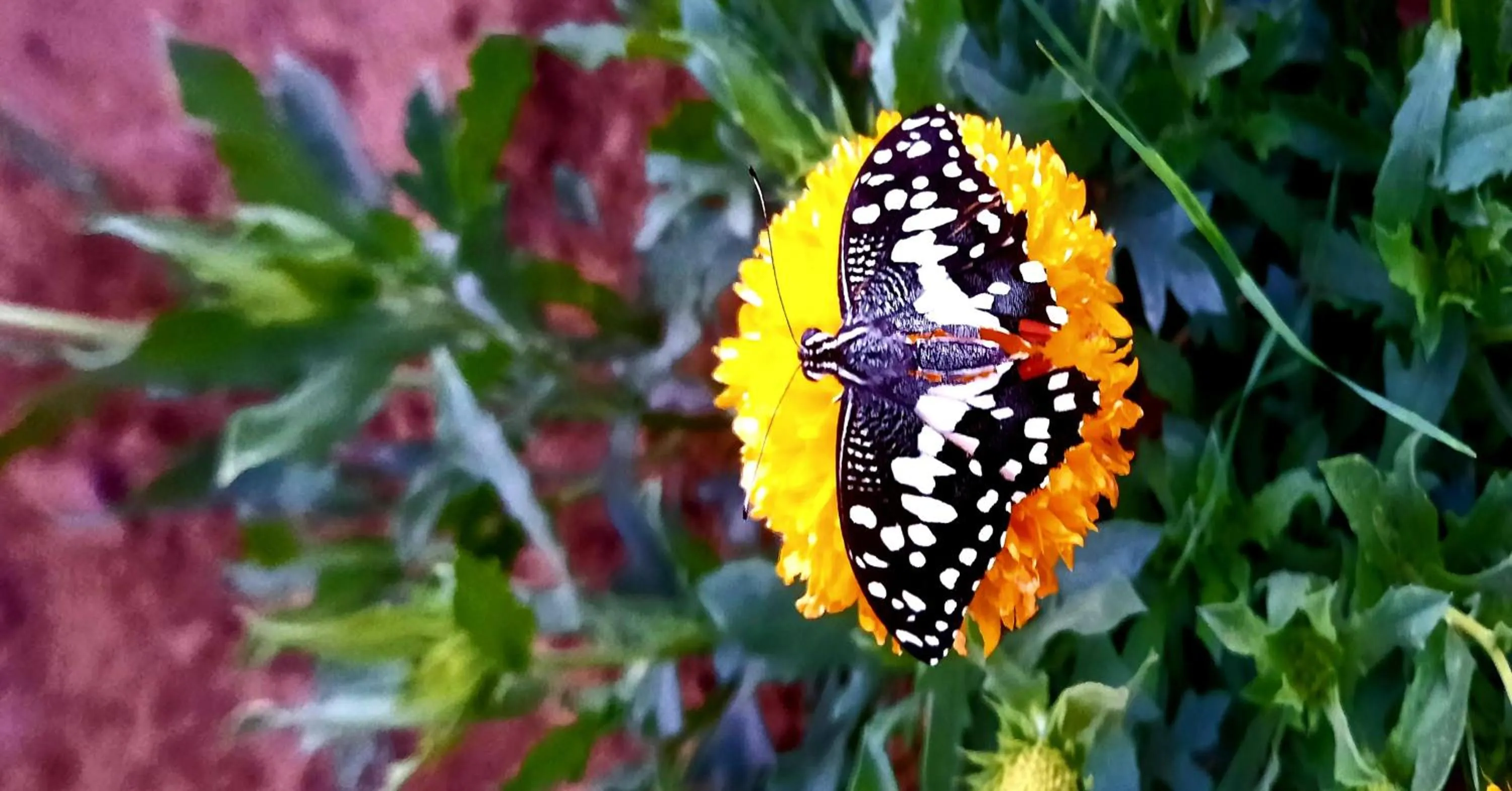 Day in Namaste India