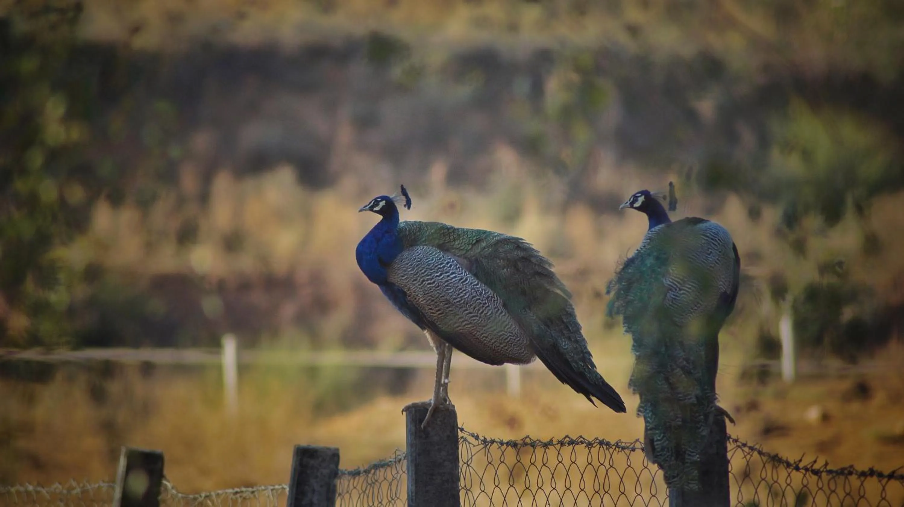 Day in Namaste India