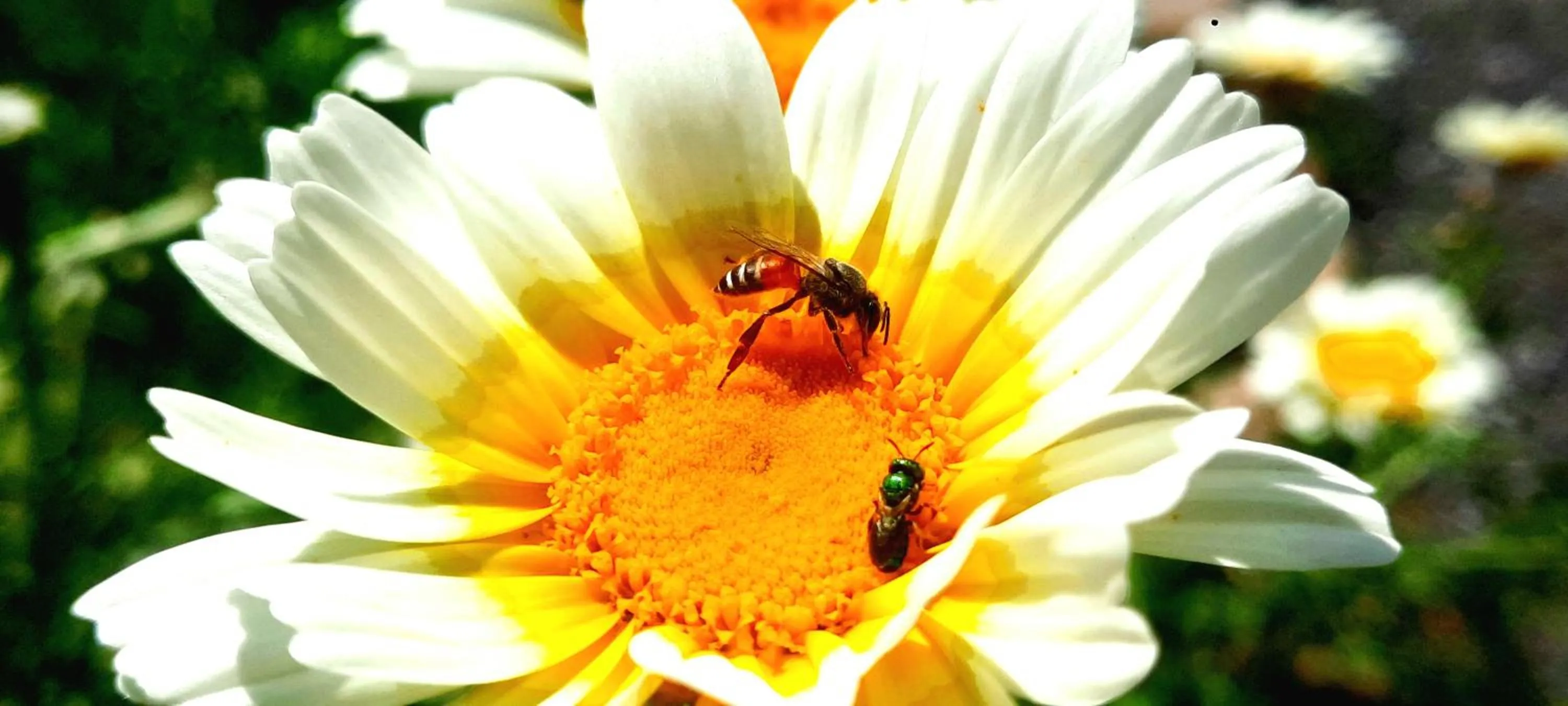 Spring in Namaste India