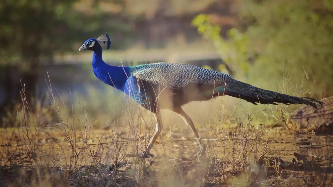 Animals in Namaste India