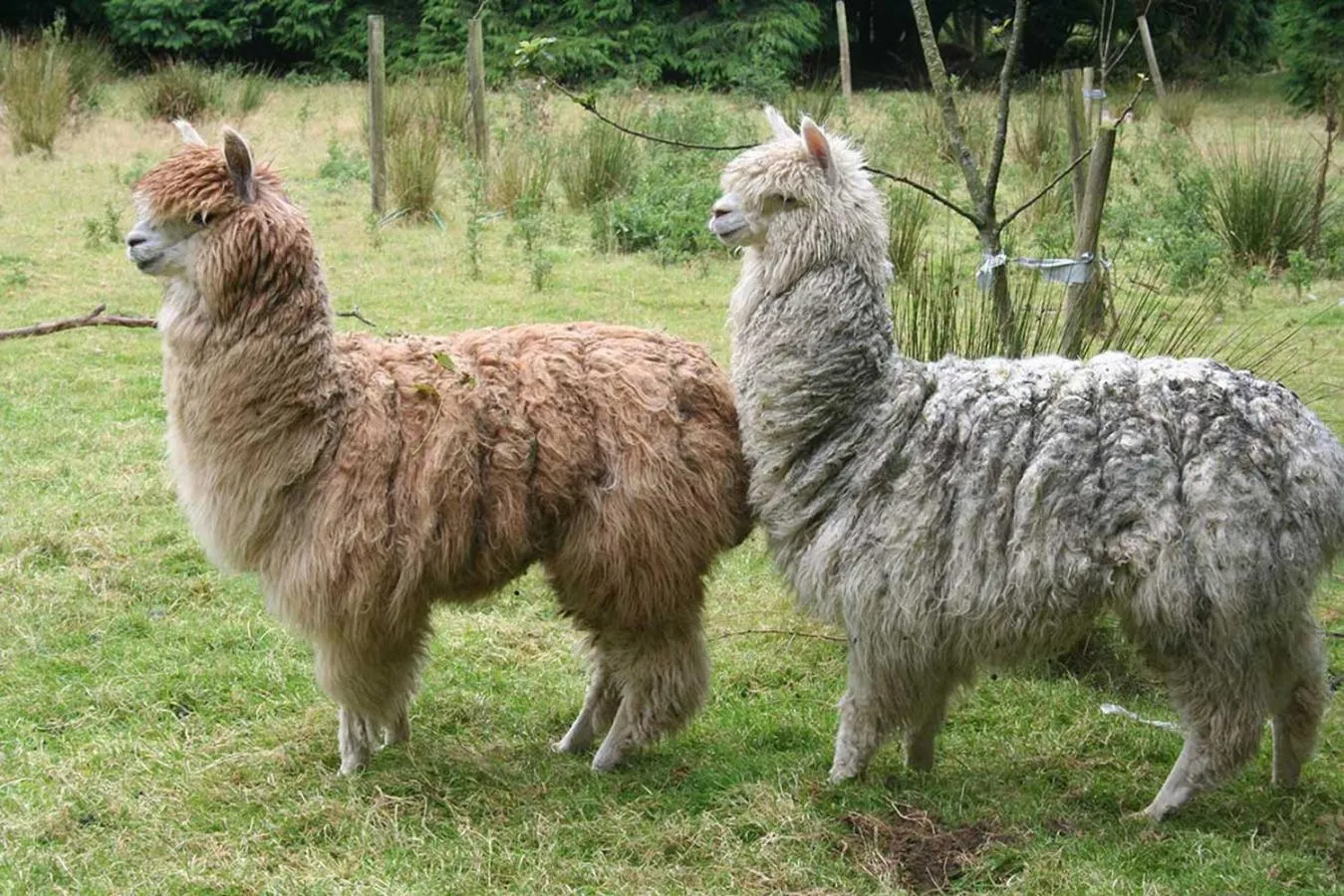 Animals in Barn Cottage - Farm Park Stay with Hot Tub