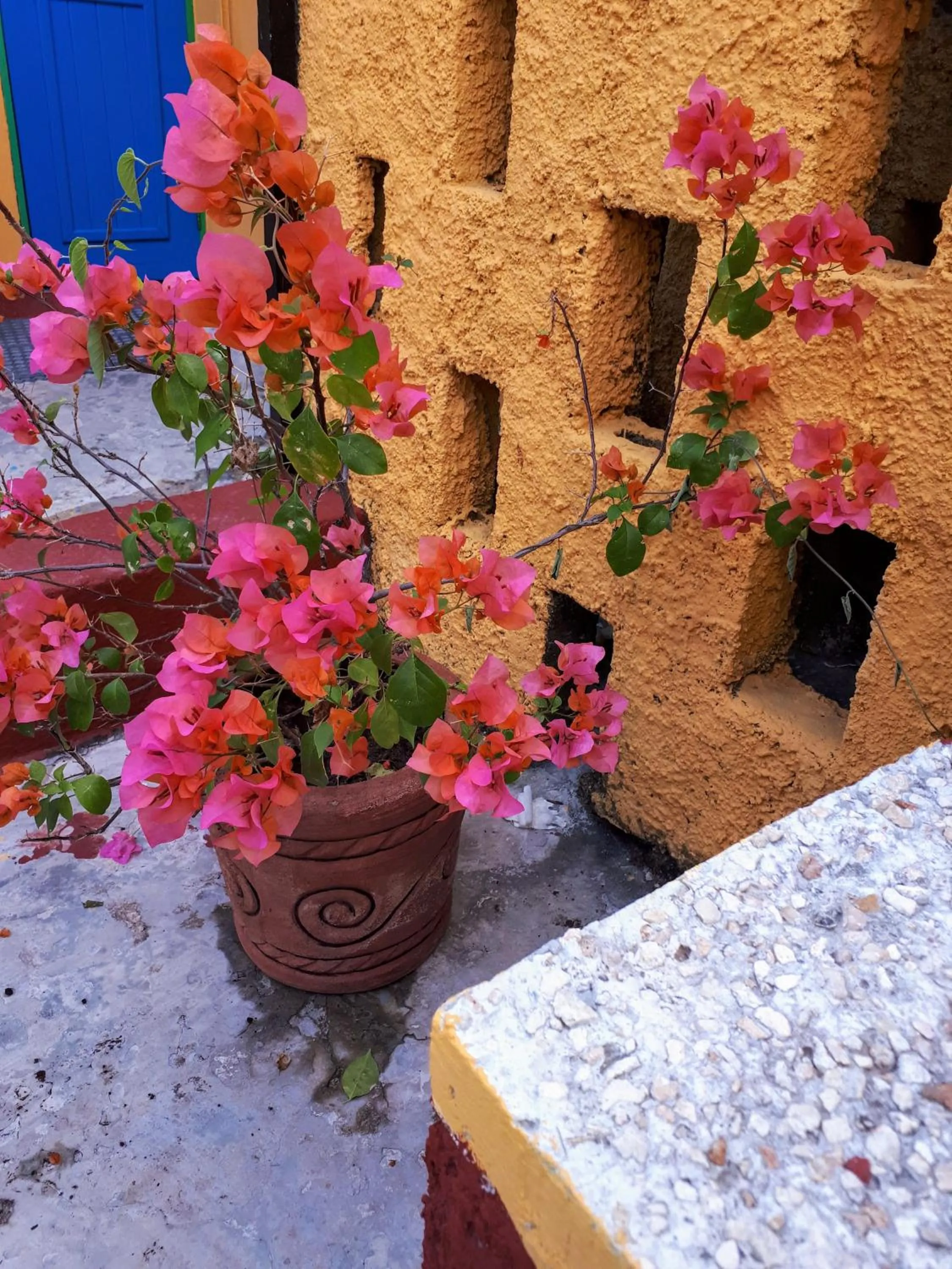 Garden in Hostel Candelaria