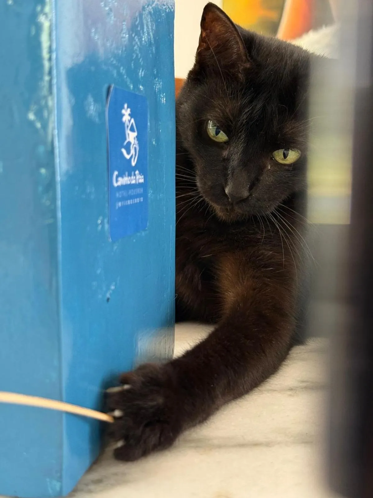 Pets in Pousada Caminho da Praia