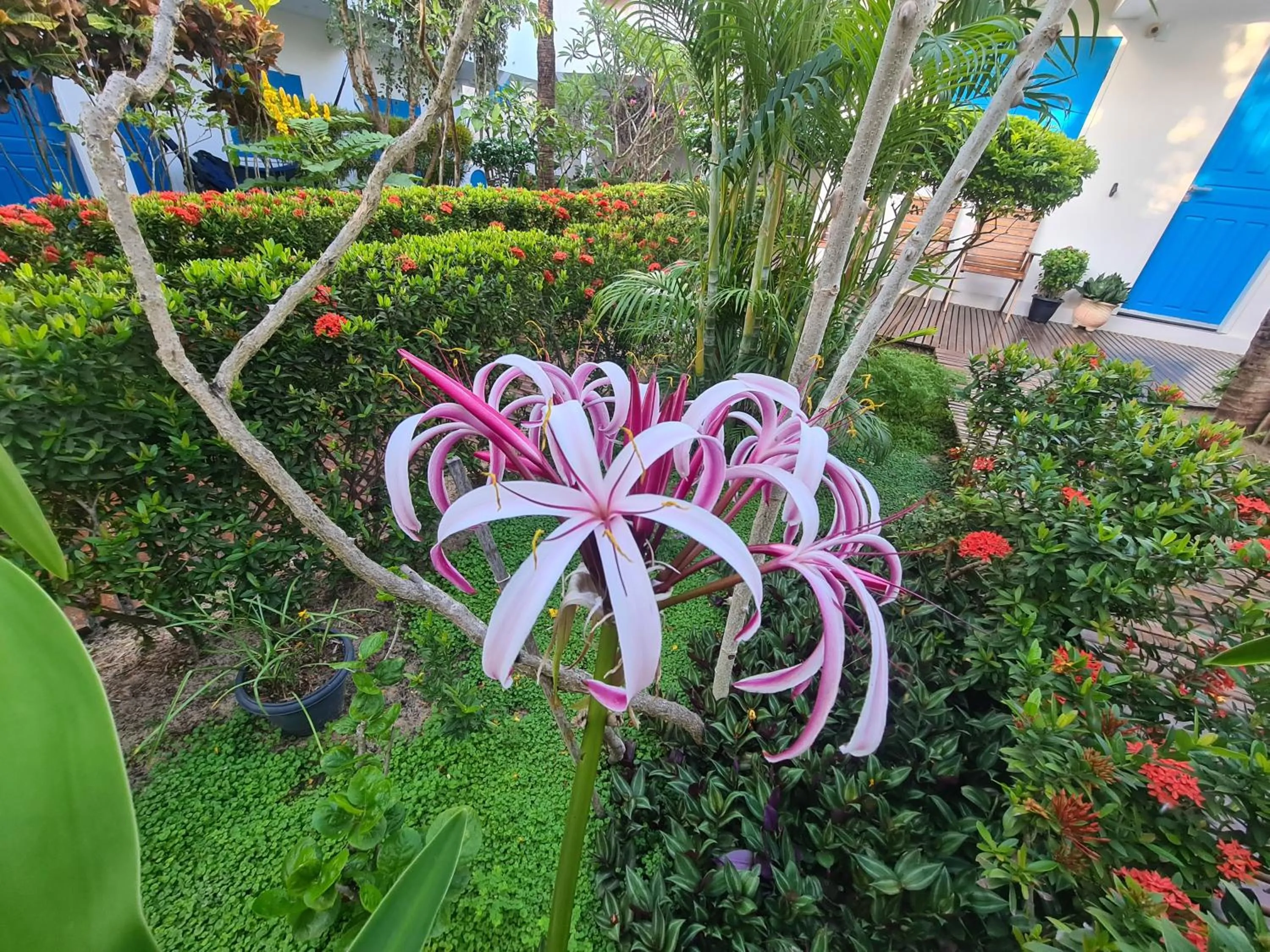 Garden in Pousada Caminho da Praia