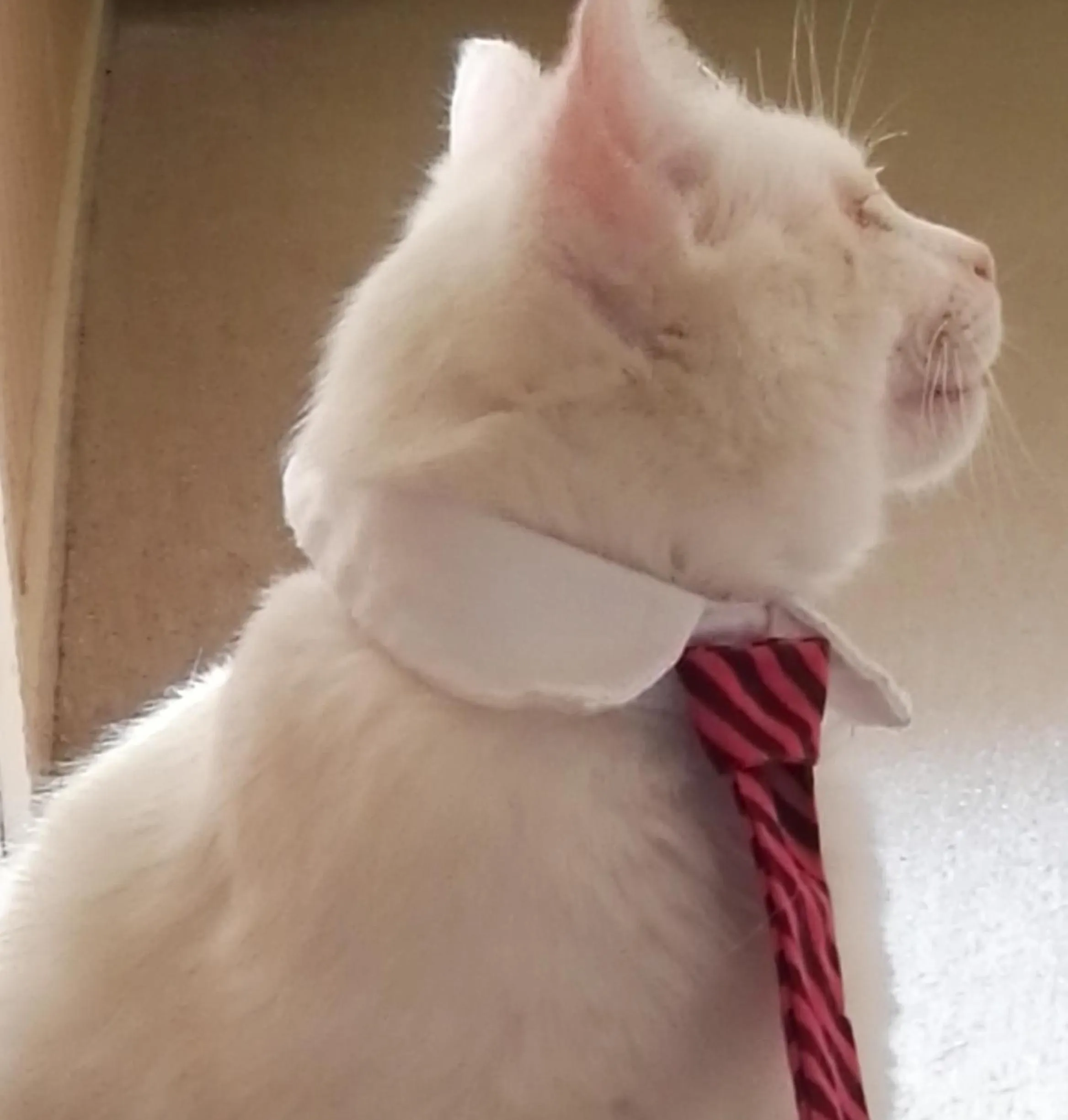 Pets in Geyser Lookout BnB