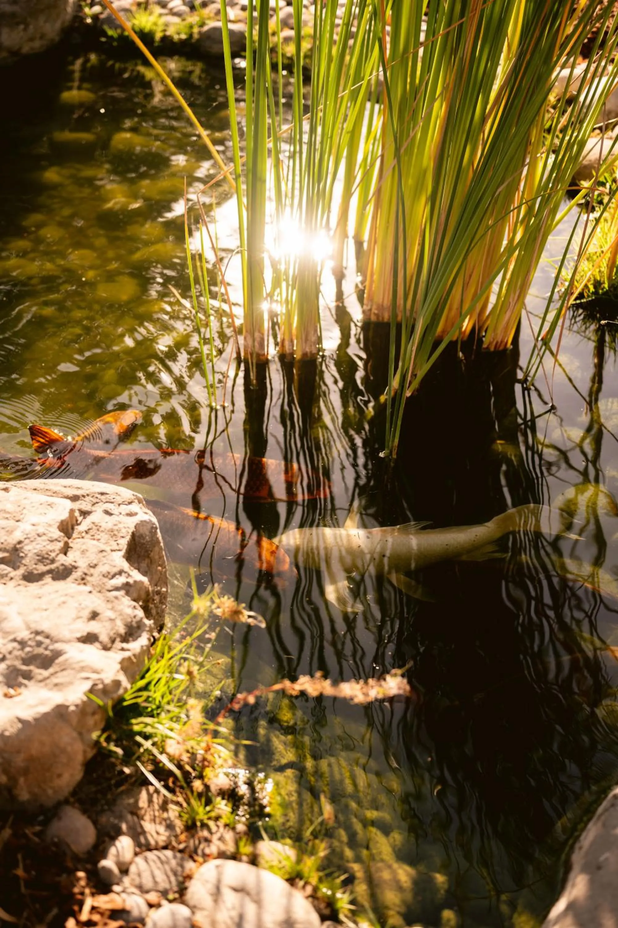 Garden in Paso Robles Inn