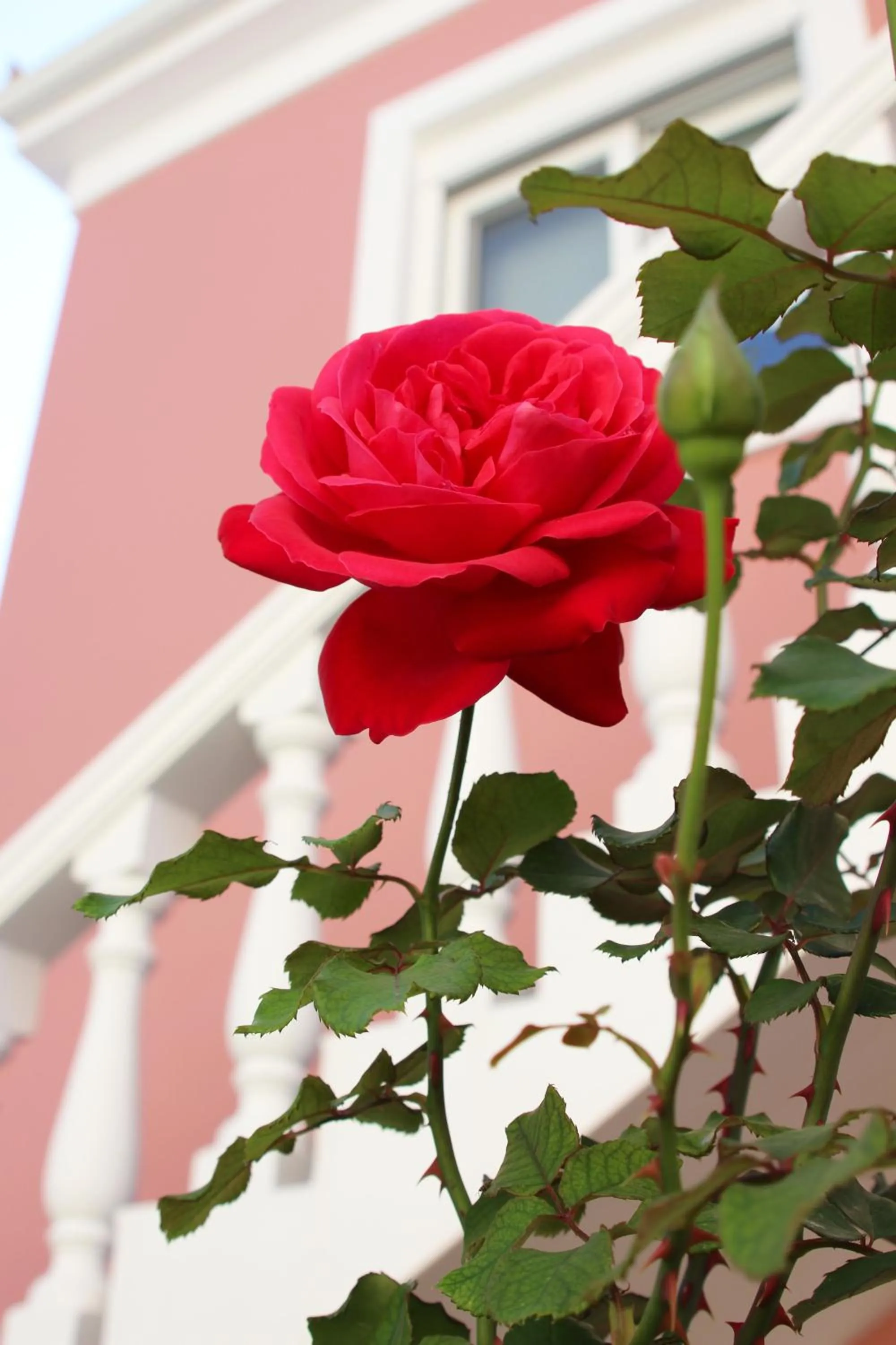 Garden in Sugar Home