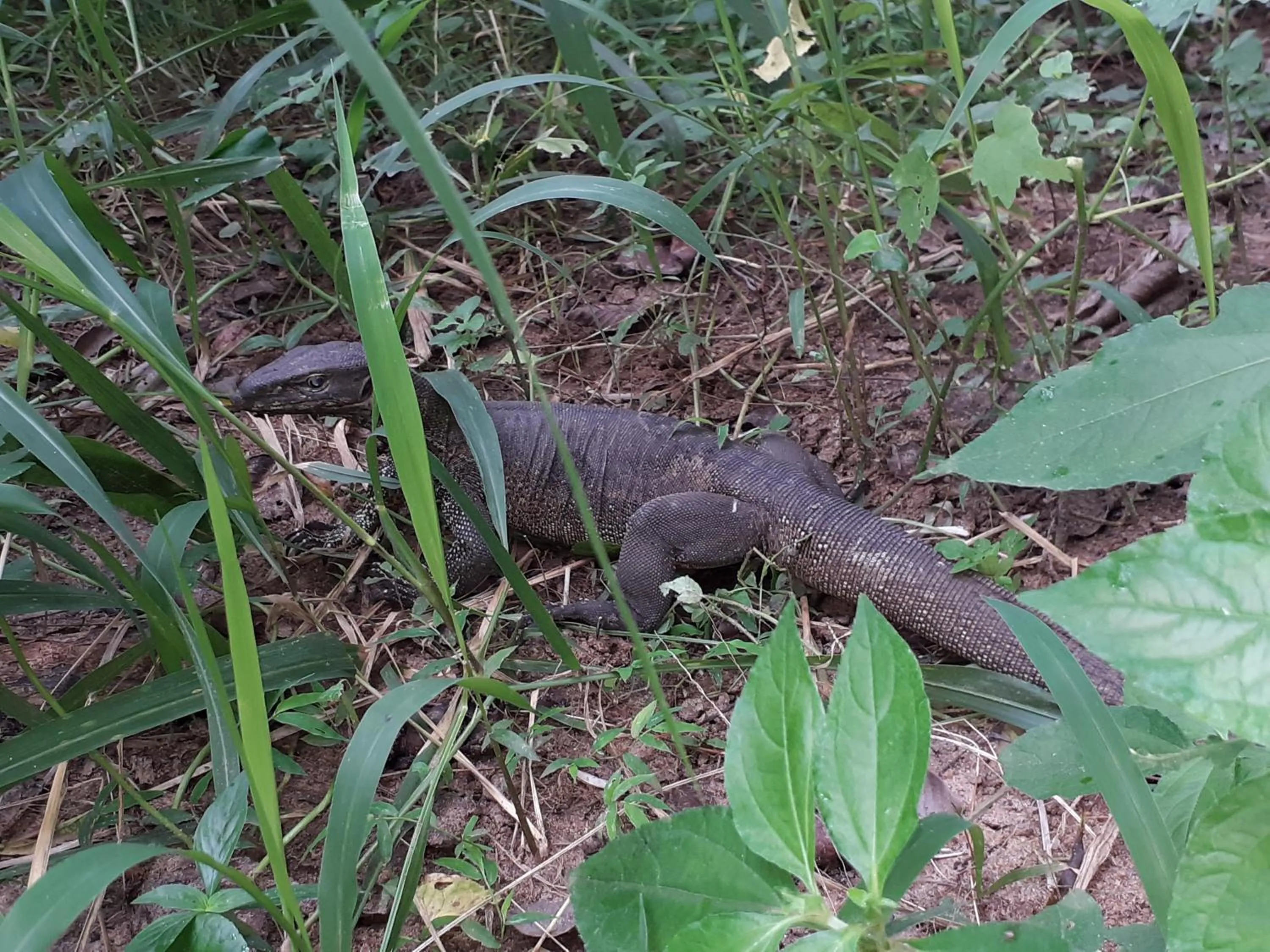 Natural landscape in Sigiri Hibiscus Villa