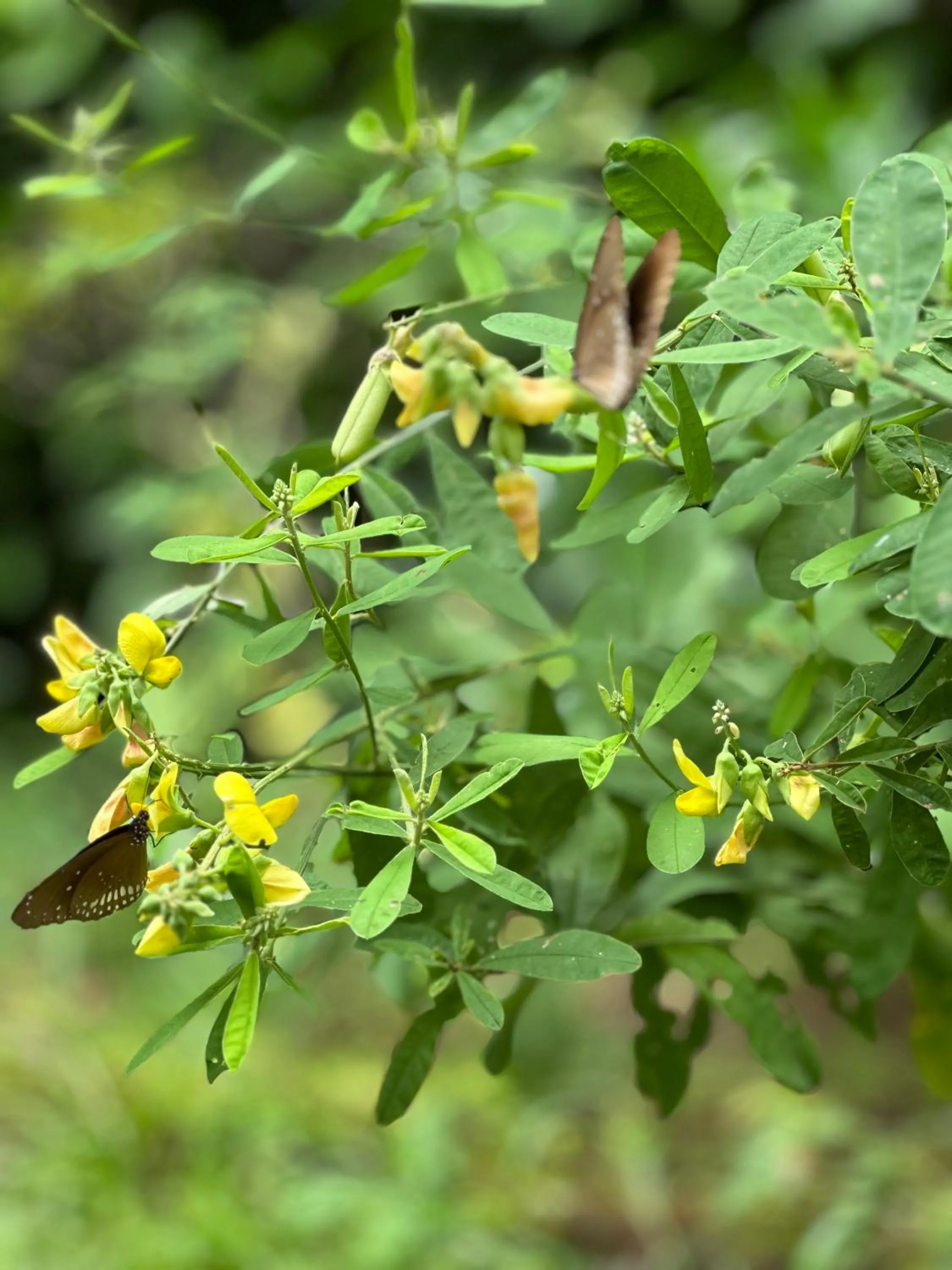 Natural landscape in Sigiri Hibiscus Villa