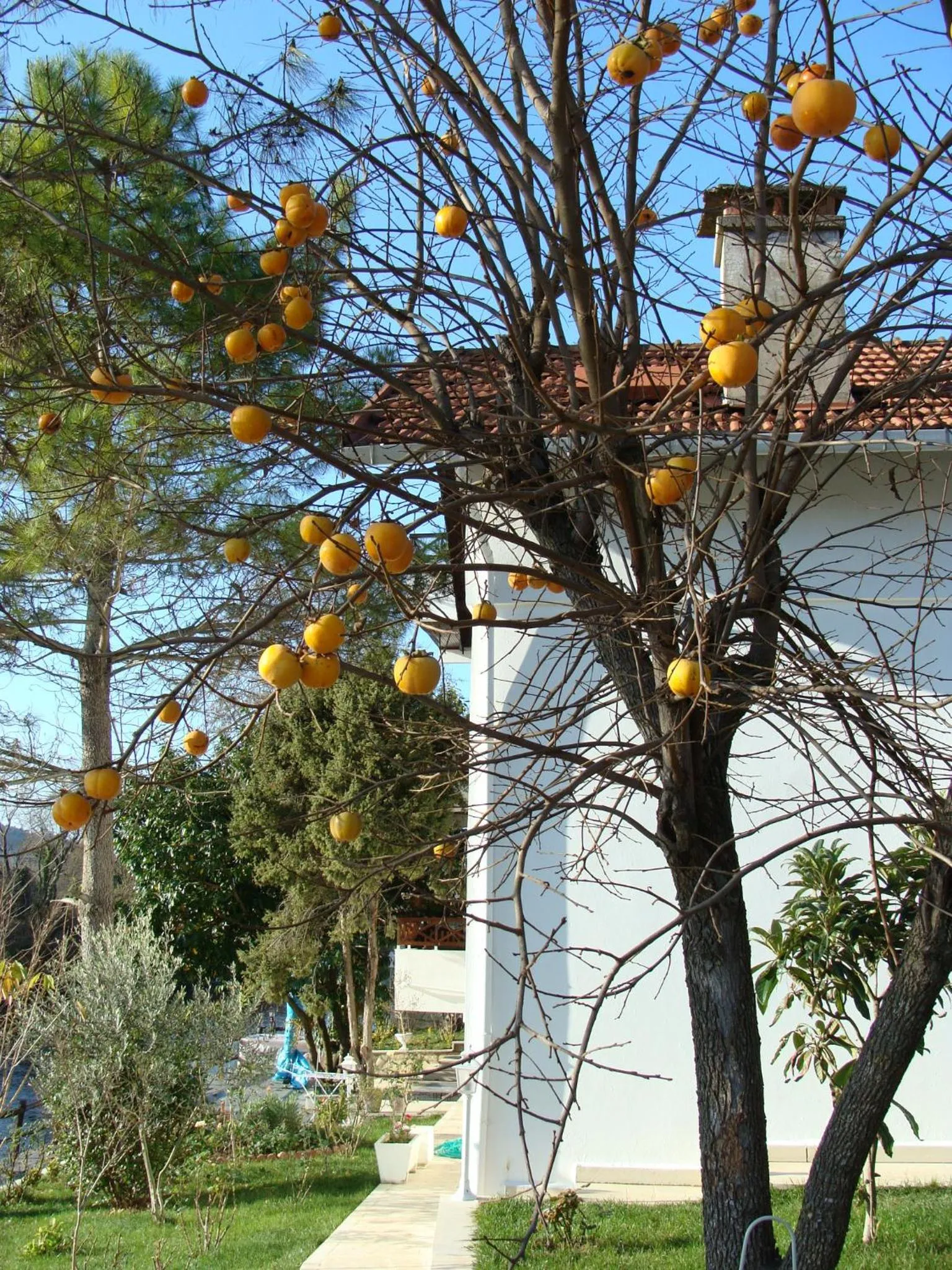 Garden in Beyaz Ev Agva - Adult only +15