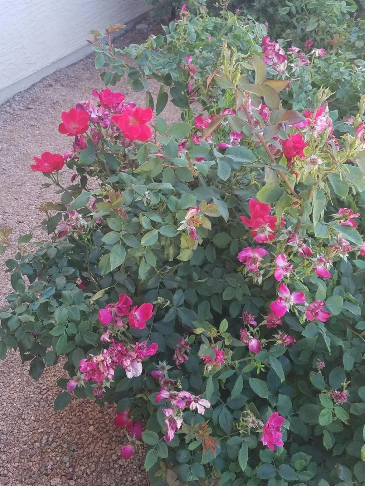 Garden in Days Inn by Wyndham Camp Verde Arizona