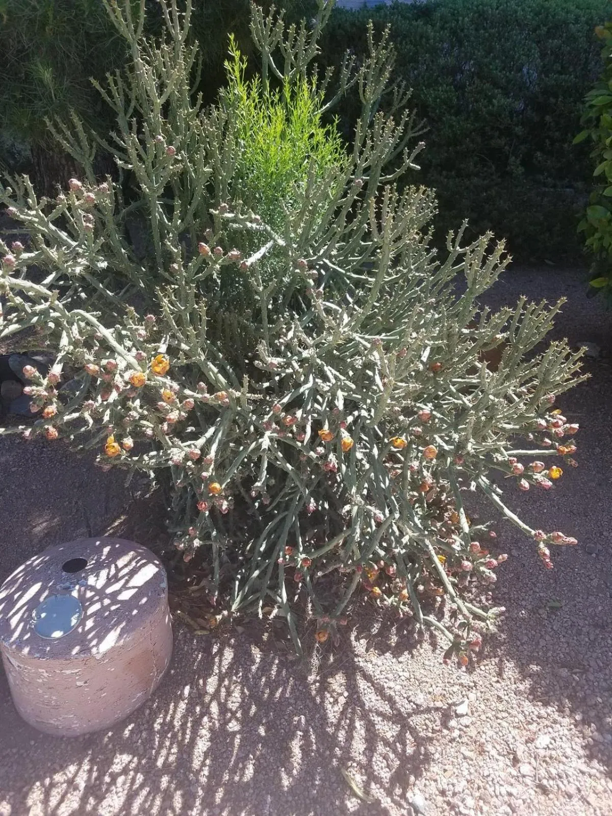 Garden in Days Inn by Wyndham Camp Verde Arizona