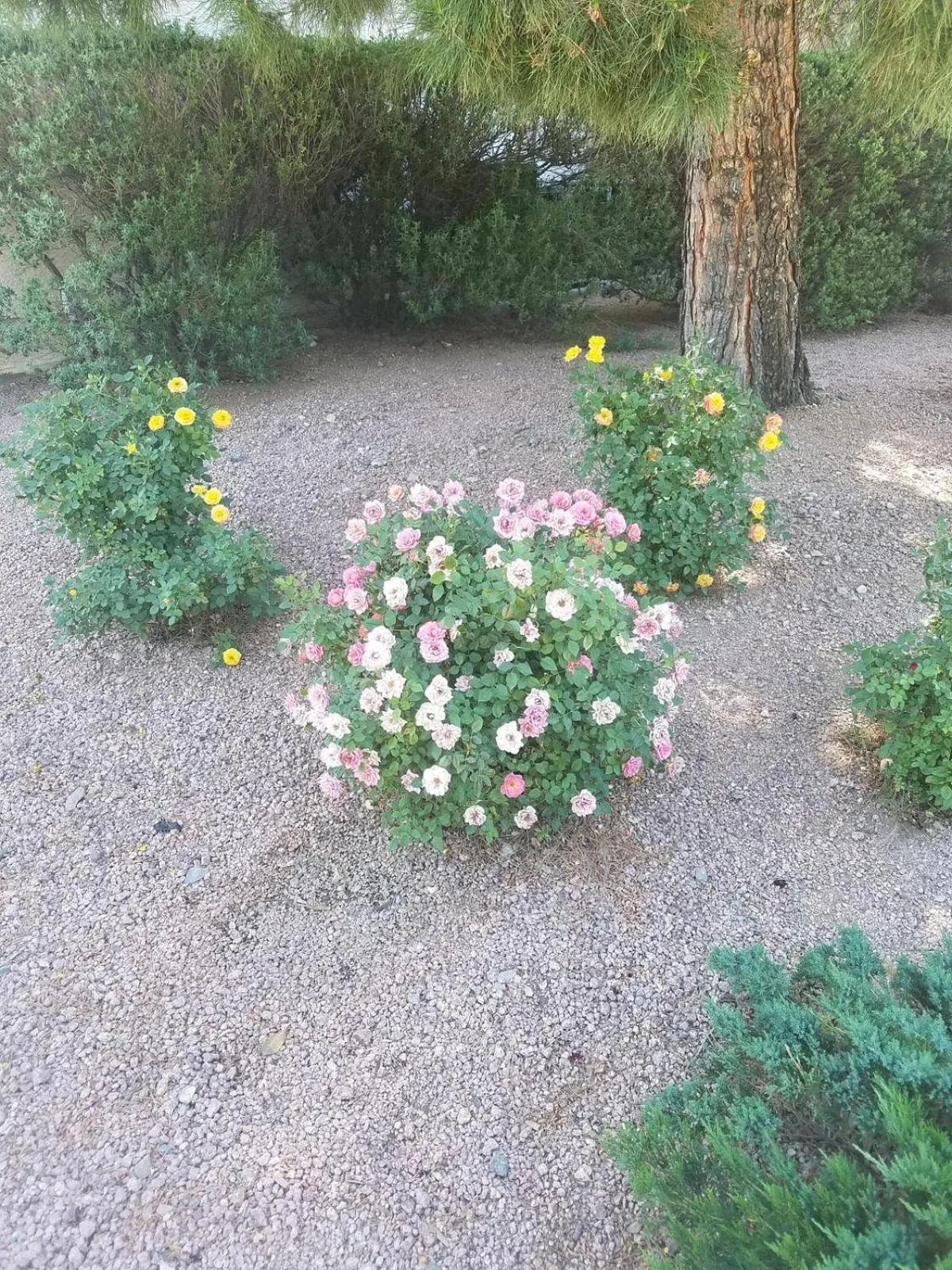 Garden in Days Inn by Wyndham Camp Verde Arizona