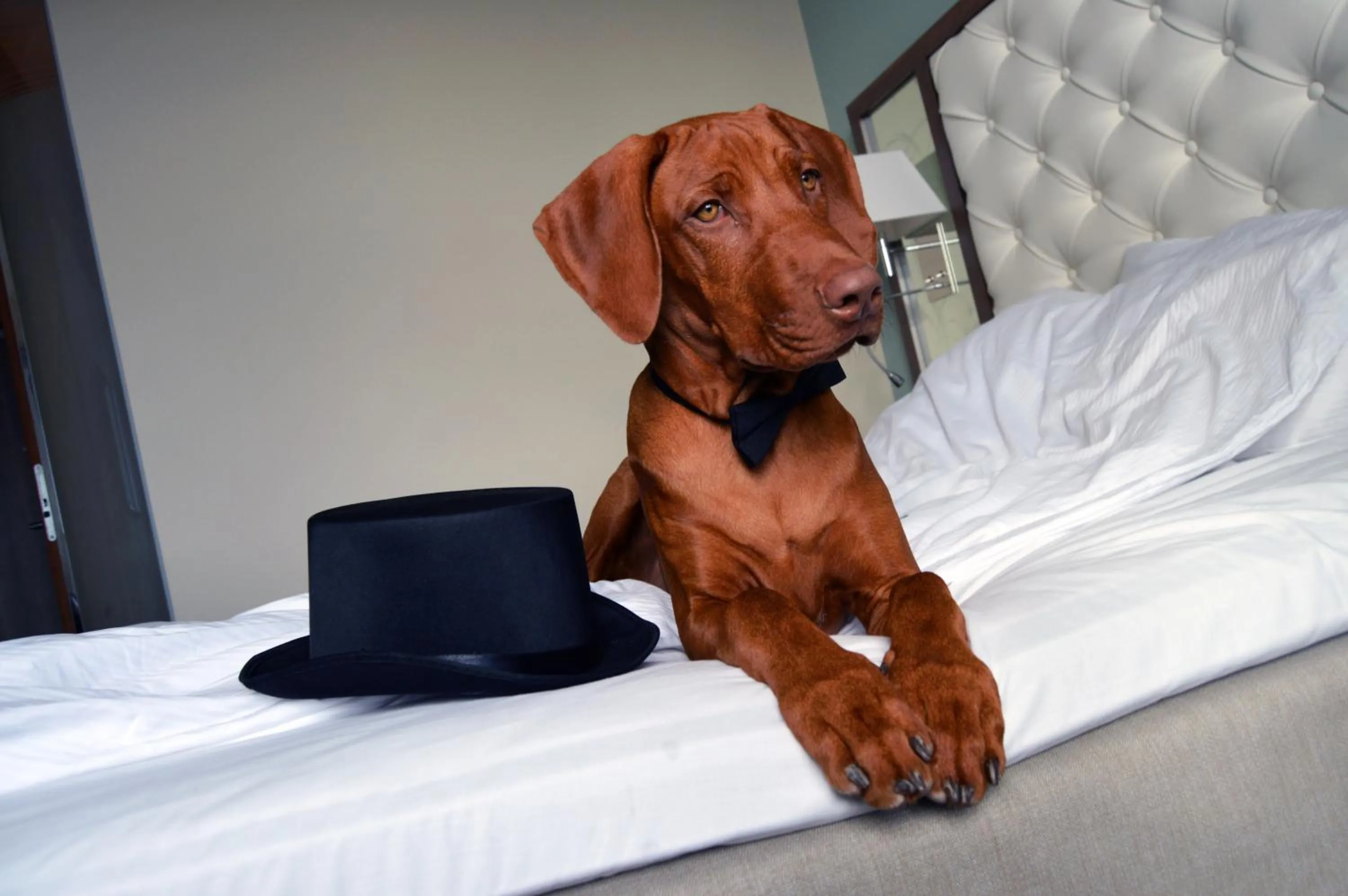 Pets, Bed in Clarion Hotel Arlanda Airport Terminal