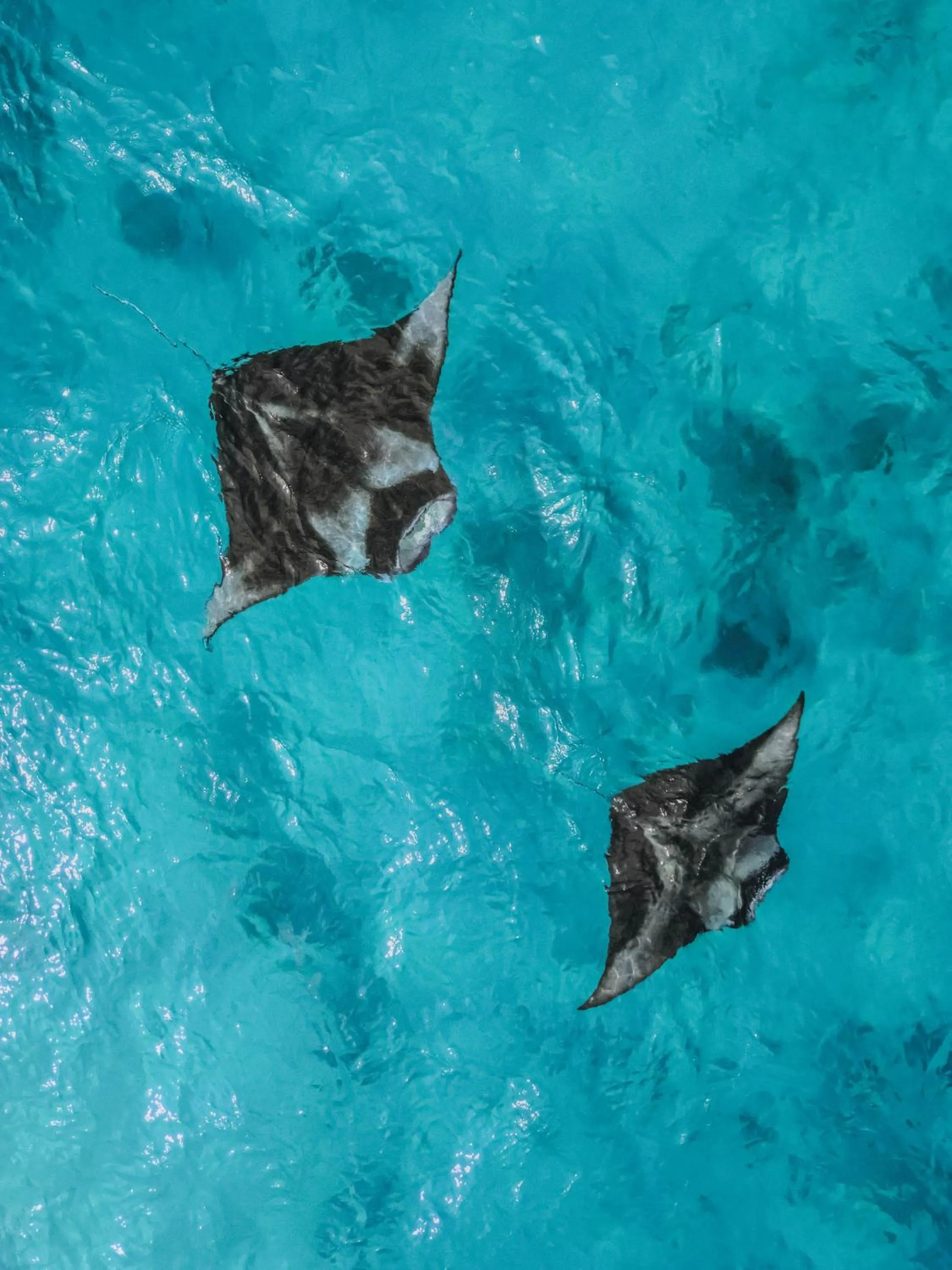 Animals in Diamonds Athuruga Maldives Resort & Spa