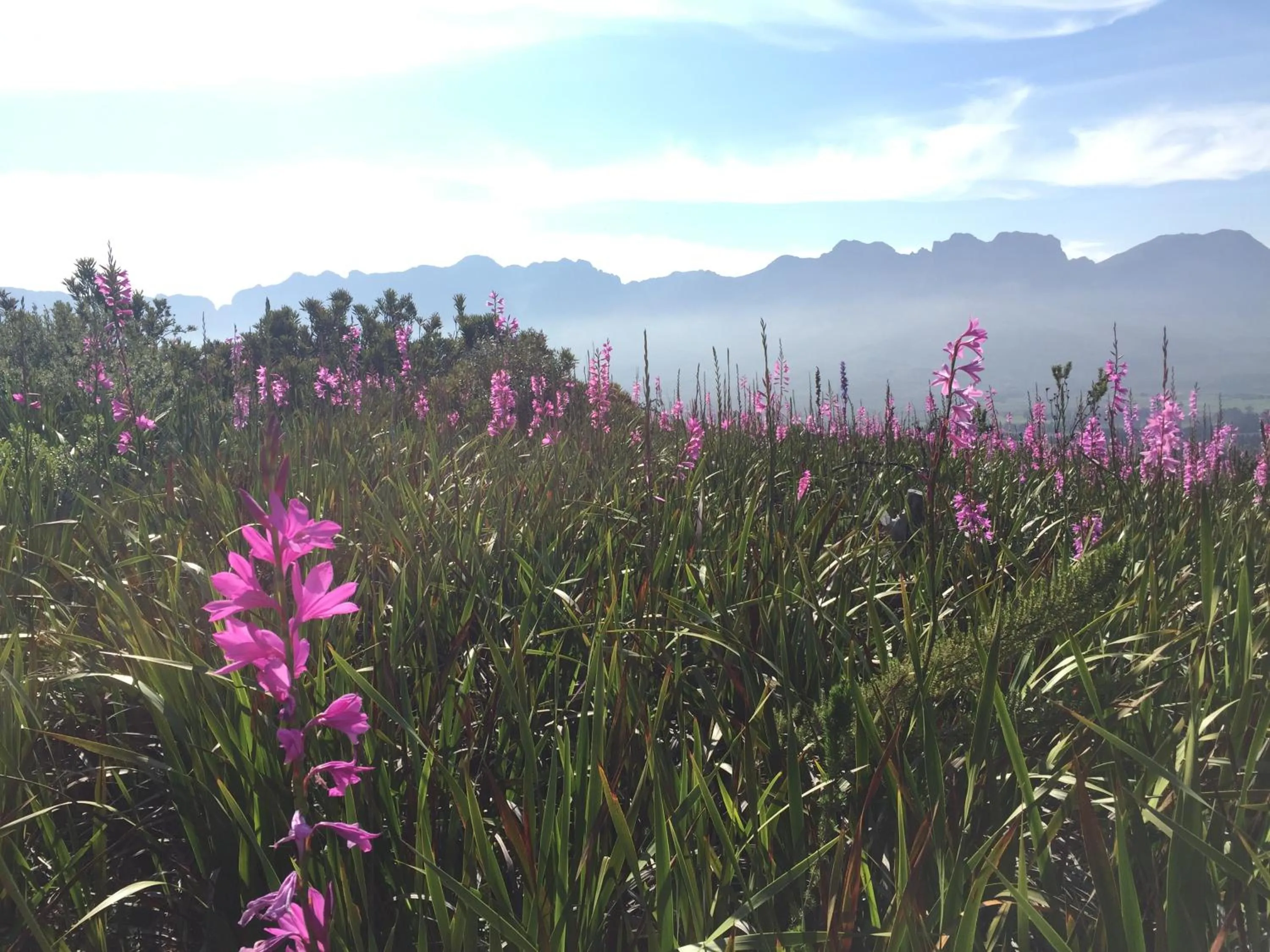 Natural landscape in Lalapanzi Lodge