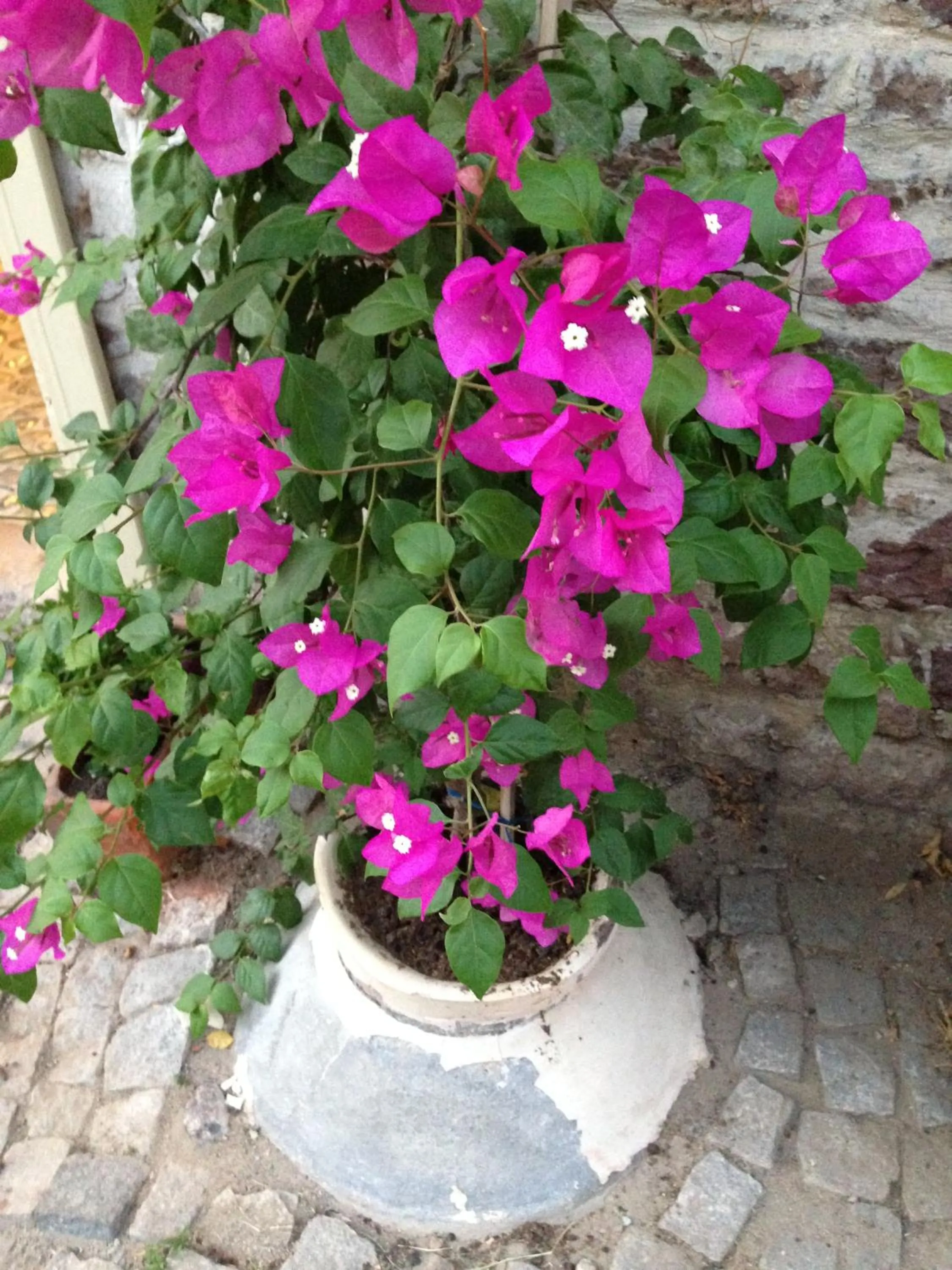 Decorative detail in Macaron Konagi