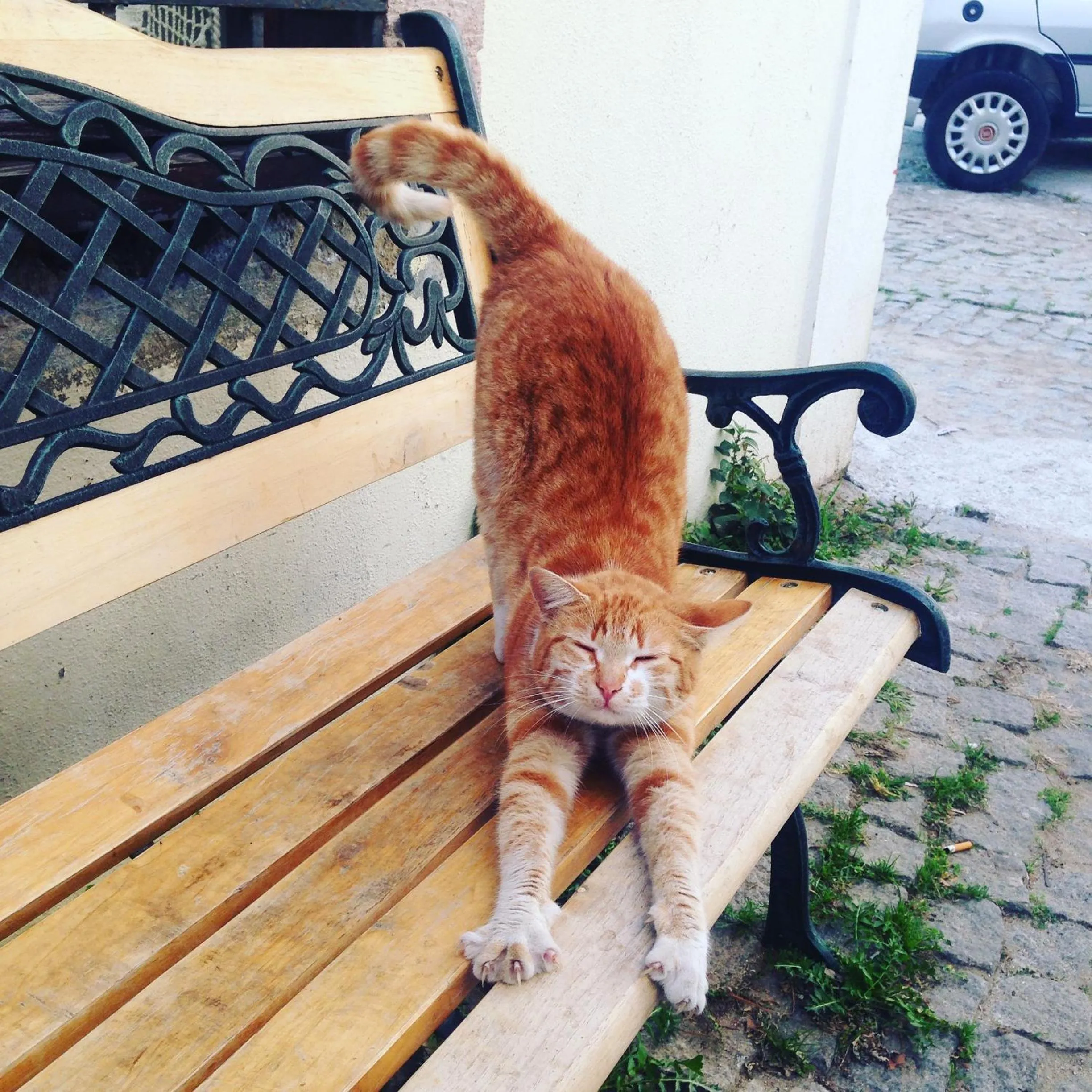 Pets in Macaron Konagi