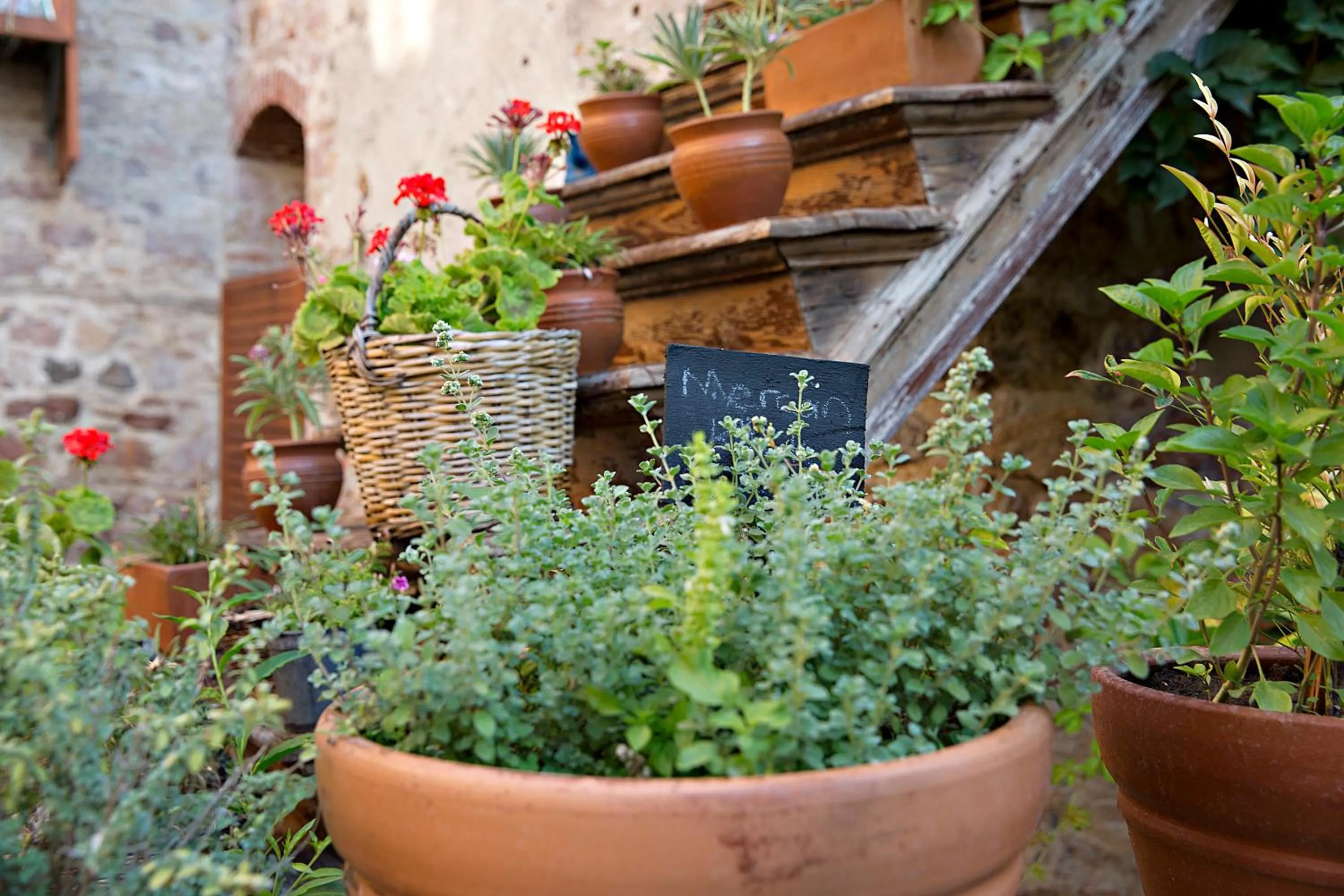 Garden in Macaron Konagi