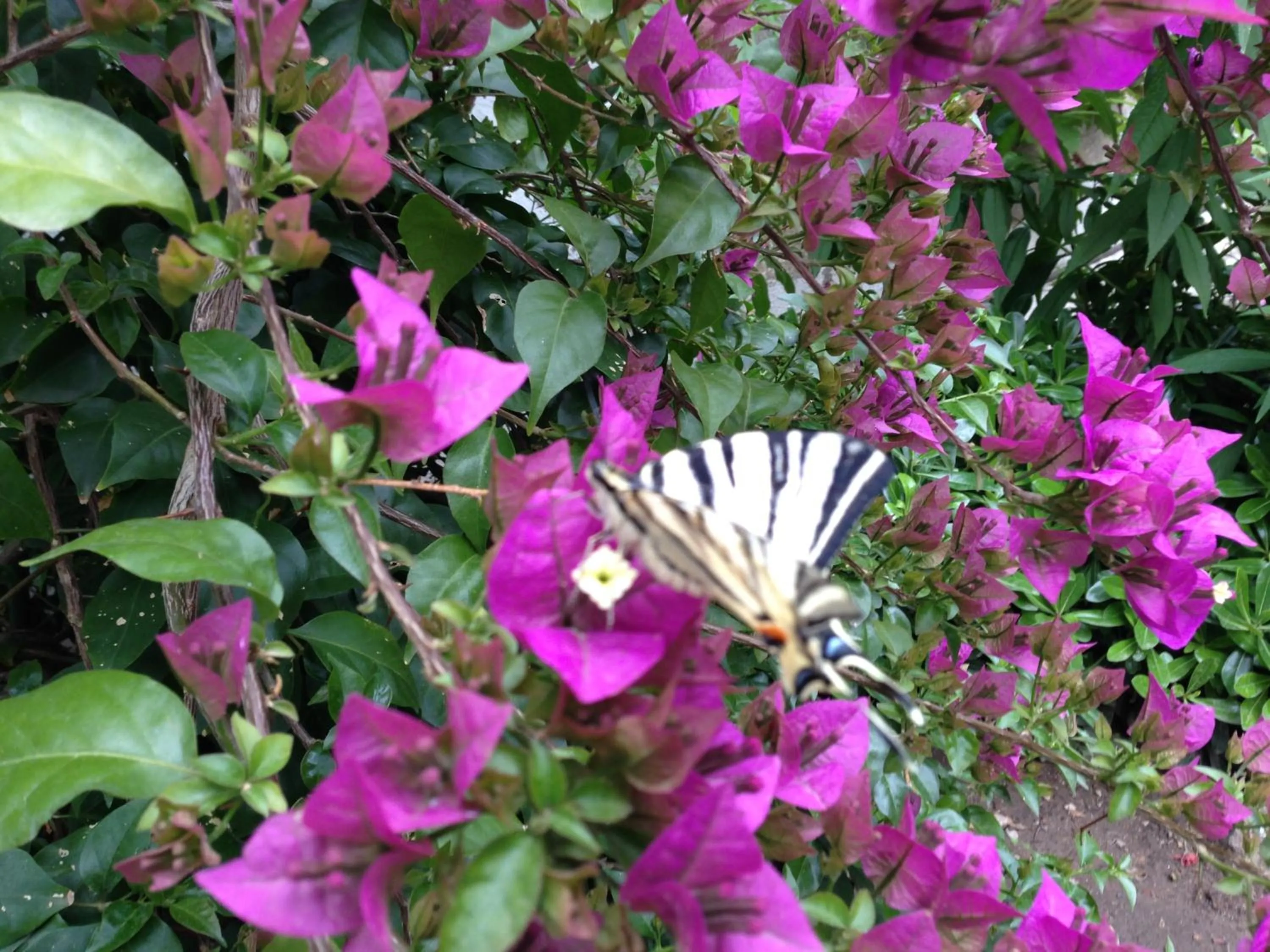 Garden view in Macaron Konagi