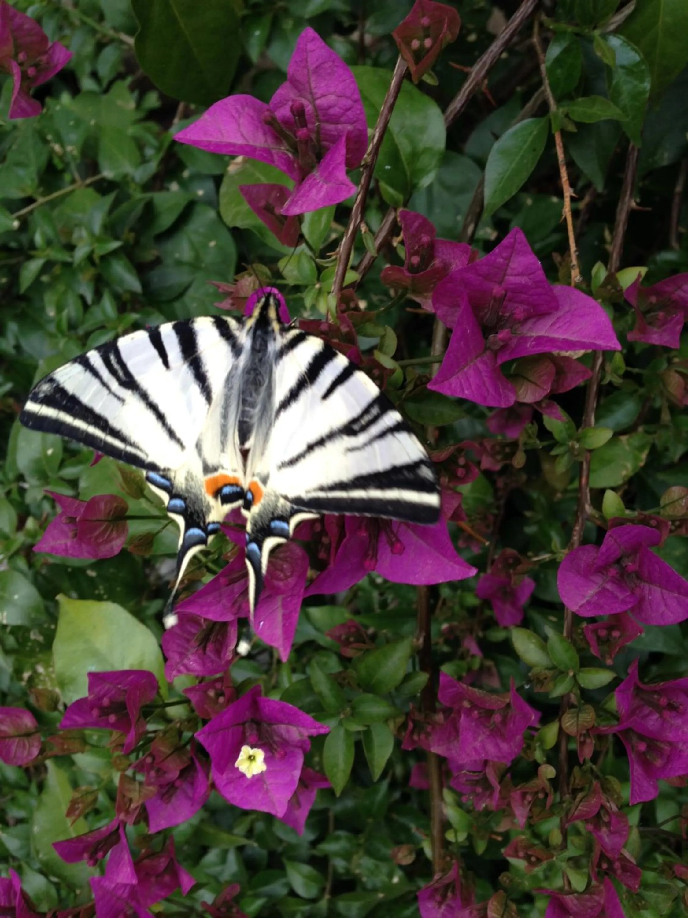 Garden view in Macaron Konagi