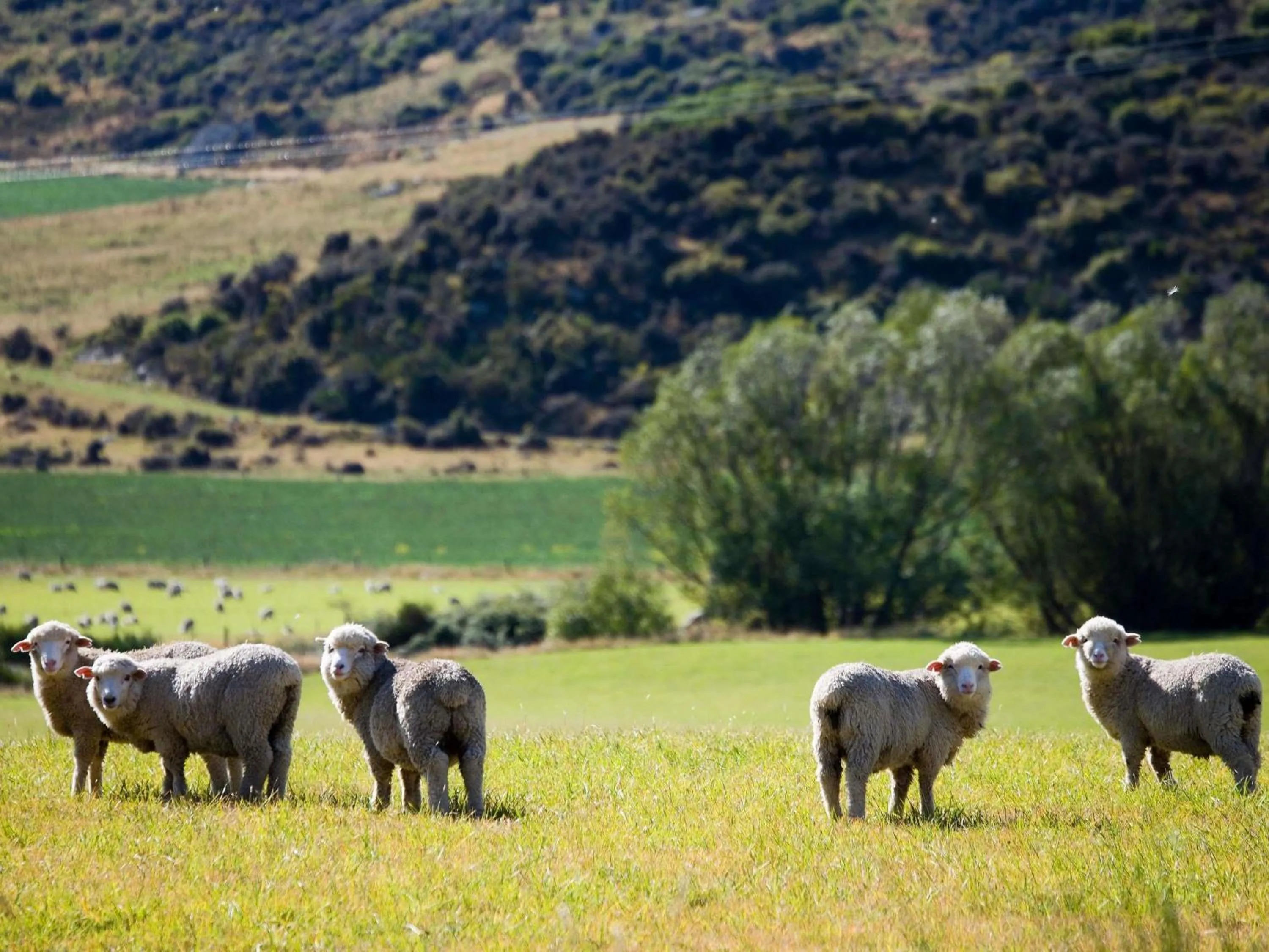 Other in Hotel St Moritz, Queenstown - MGallery Collection