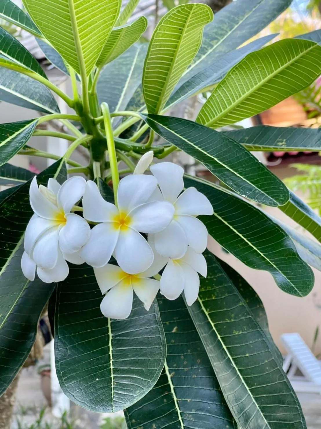 Viking Holiday Resort