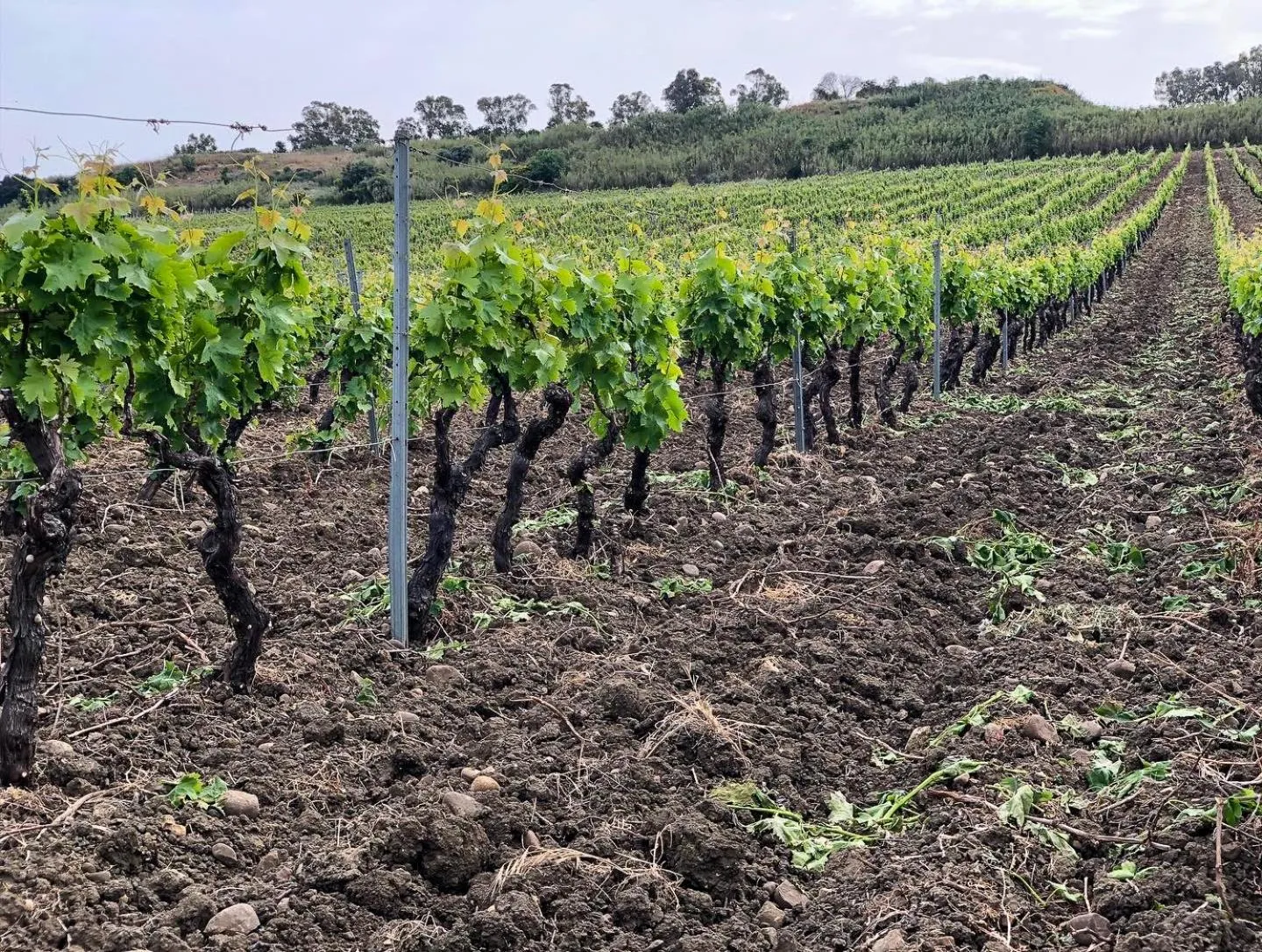 Natural landscape in Fattoria Manostalla Villa Chiarelli