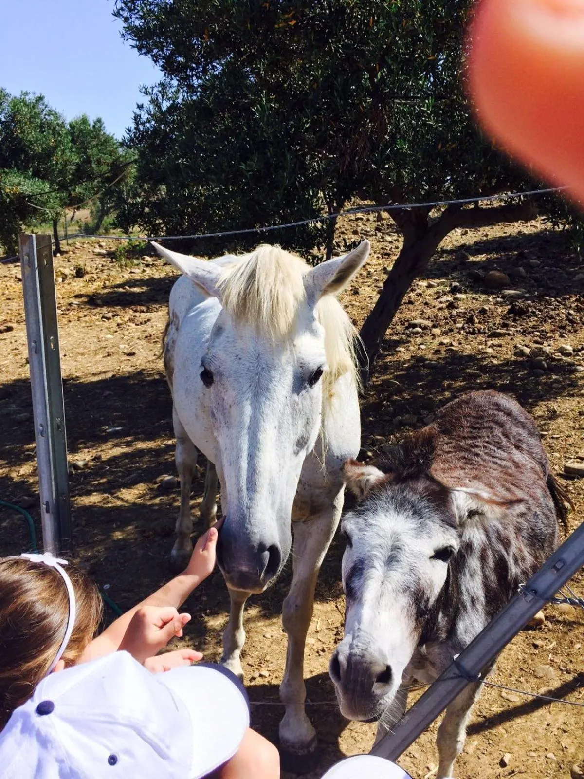Animals in Fattoria Manostalla Villa Chiarelli