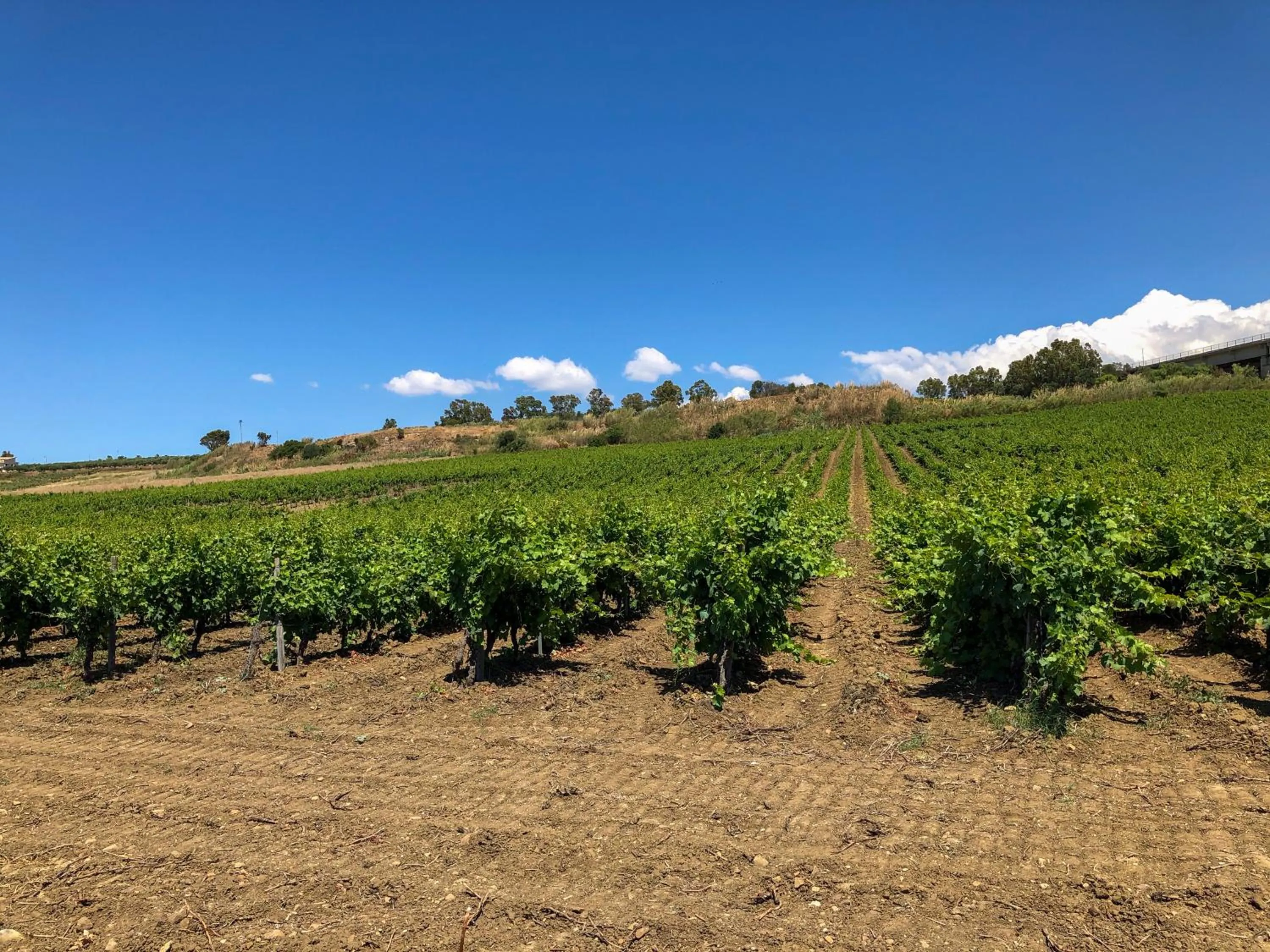 Natural landscape in Fattoria Manostalla Villa Chiarelli