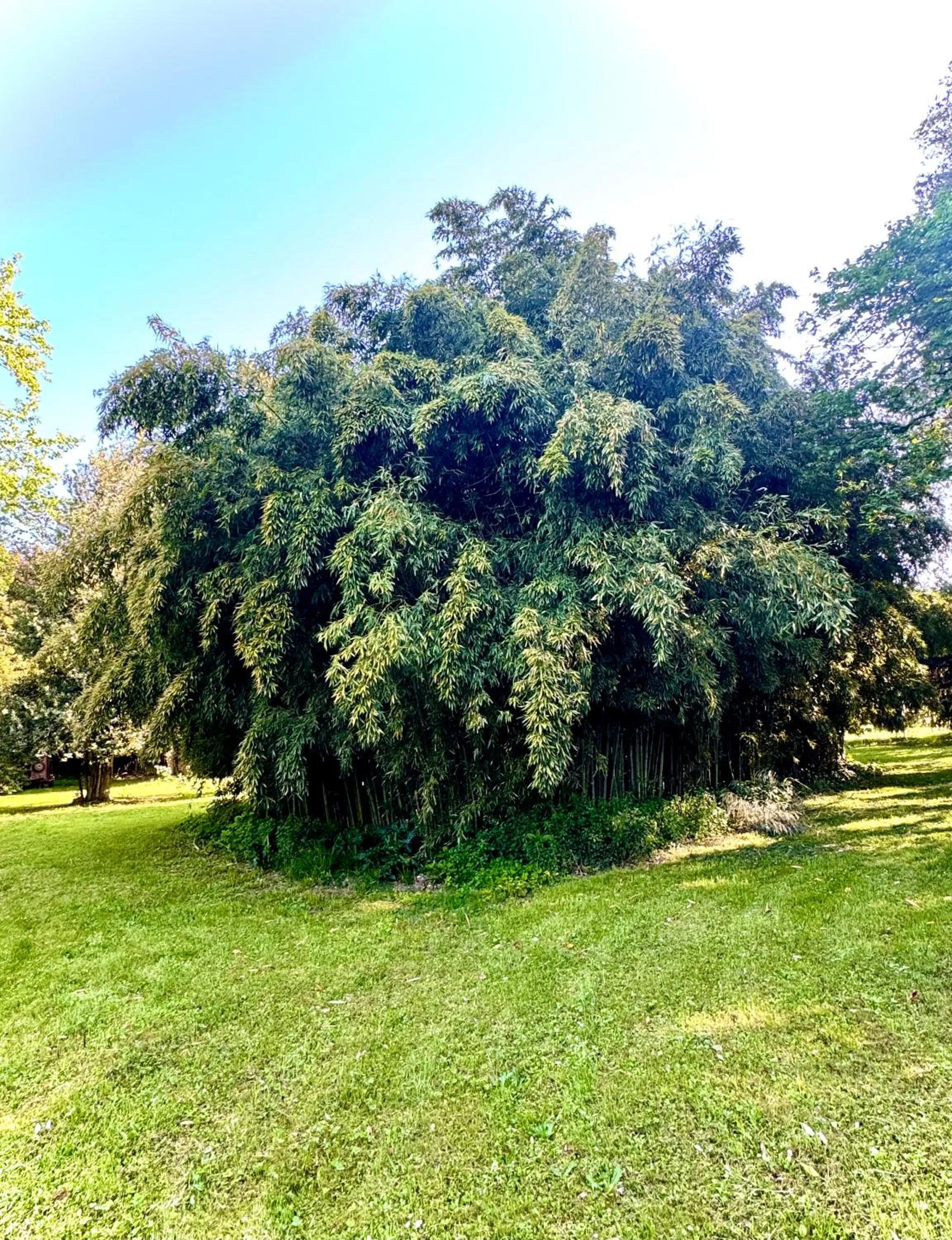 Villa La Dogana B&B di Charme - Historic Villa with a beautiful garden - private parking