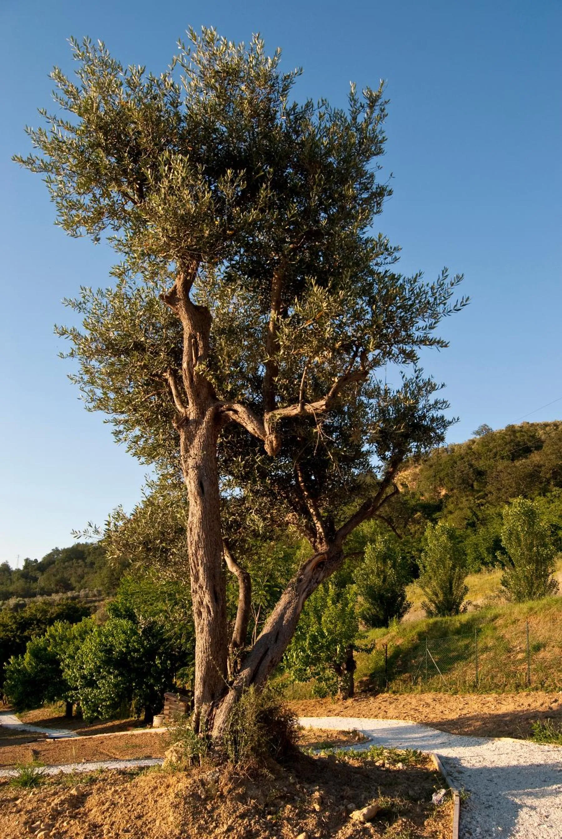 Day in Agriturismo Il Falco