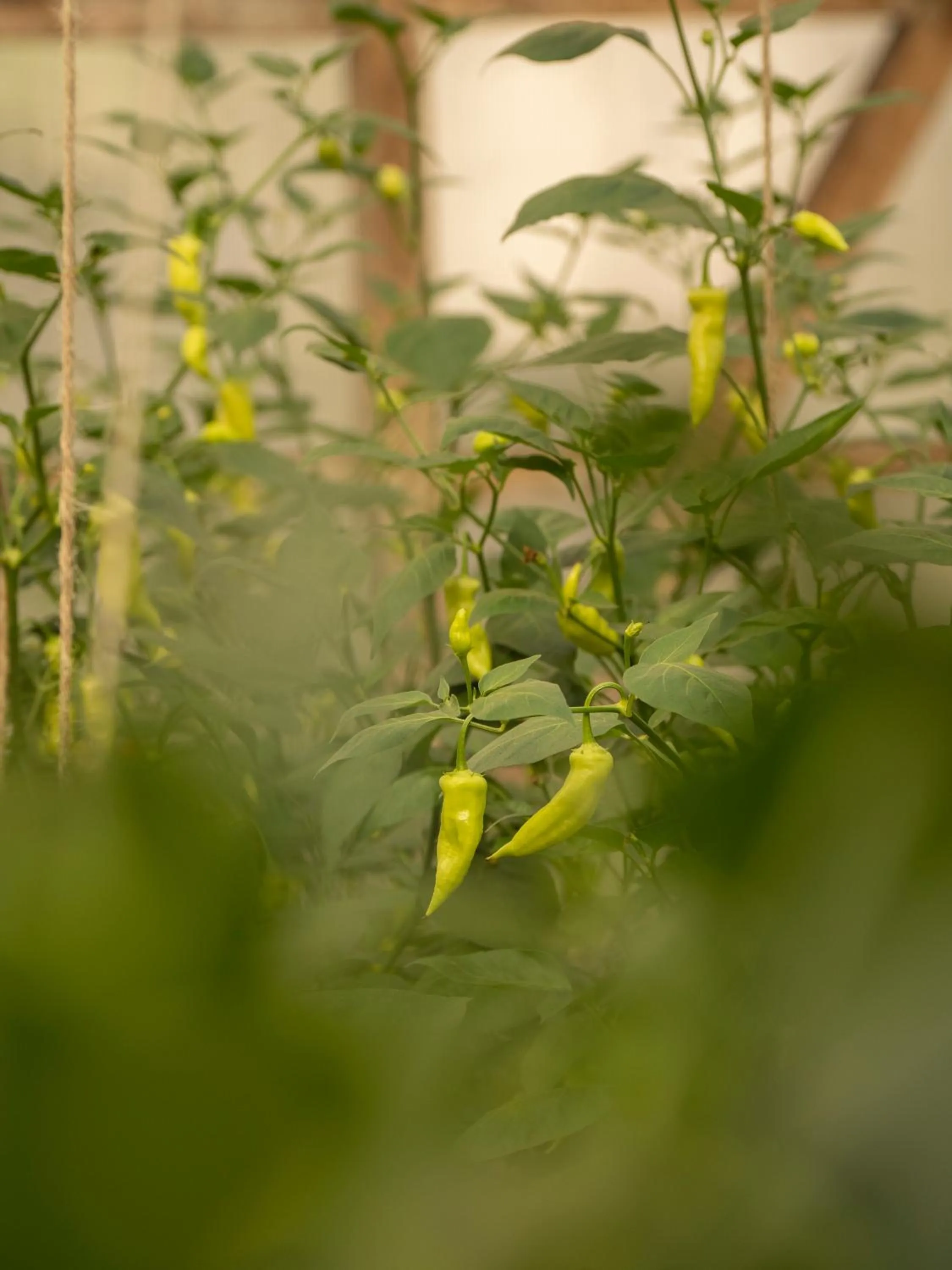 Garden in Hotel Las Torres Patagonia